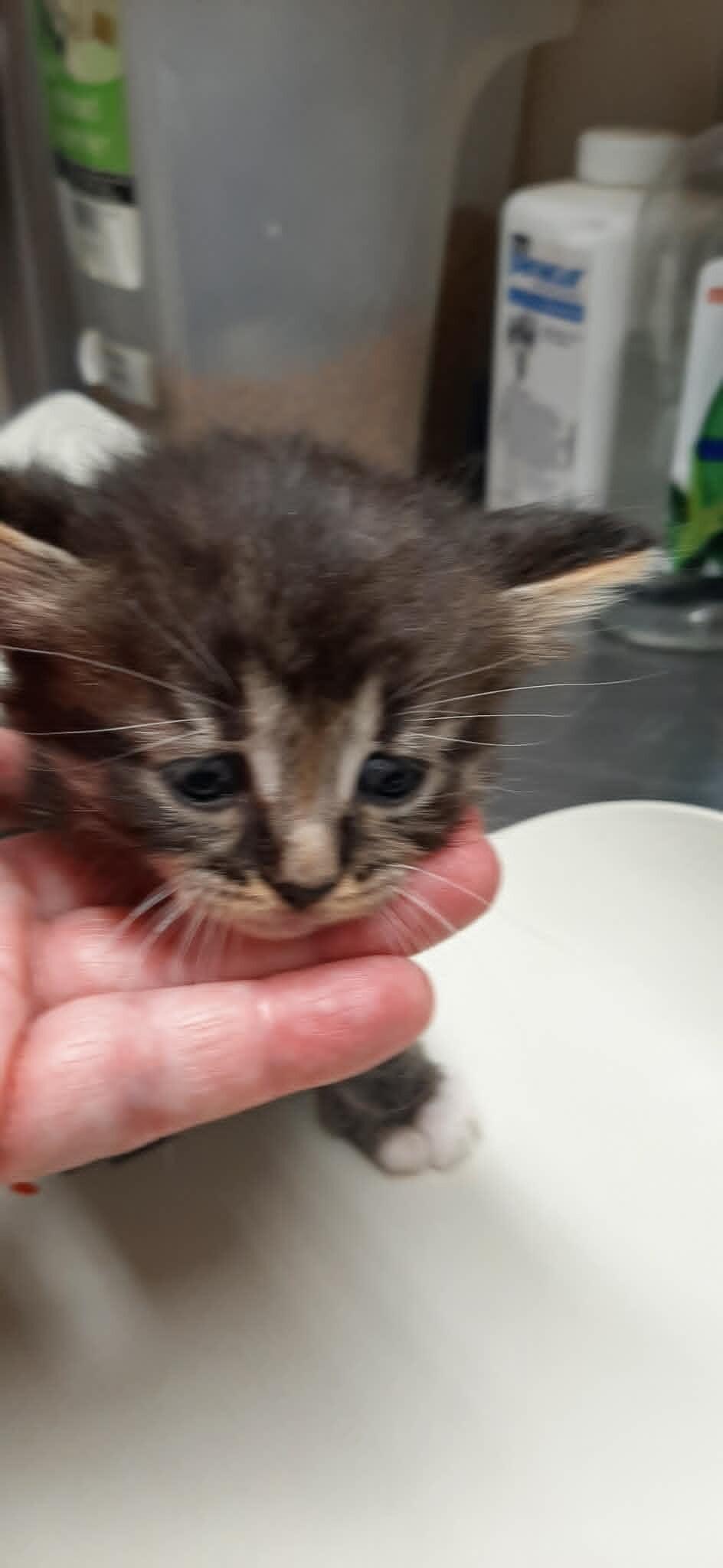Enlarge Pearl, a Adoptable Domestic Short Hair in Georgetown, OH image 2/3