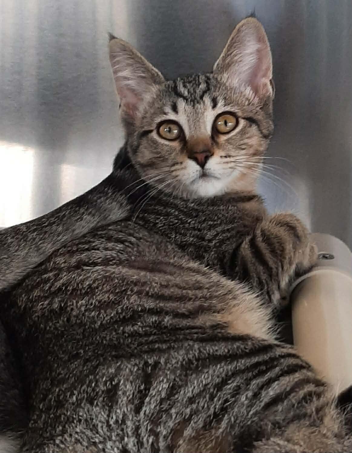 Enlarge Pearl, a Adoptable Domestic Short Hair in Georgetown, OH image 3/3