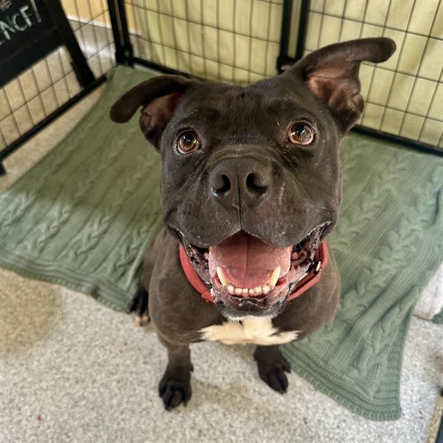 CHARLES, Adoptable, Adult Male Pit Bull Terrier.