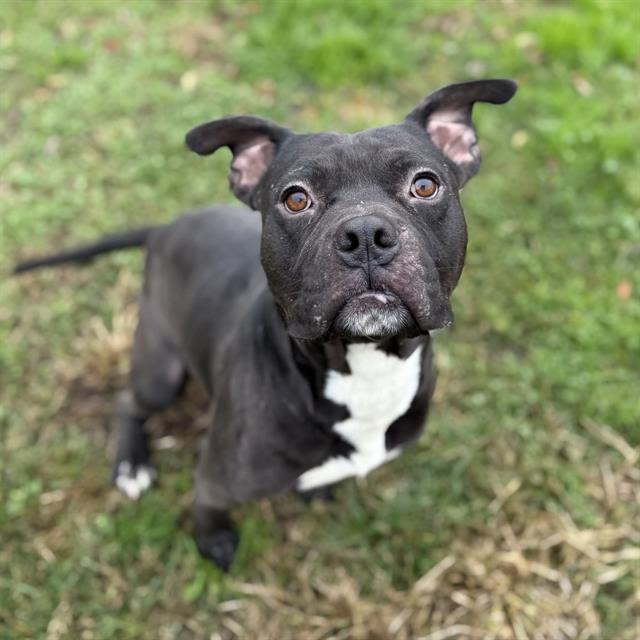 CHARLES, Adoptable, Adult Male Pit Bull Terrier.