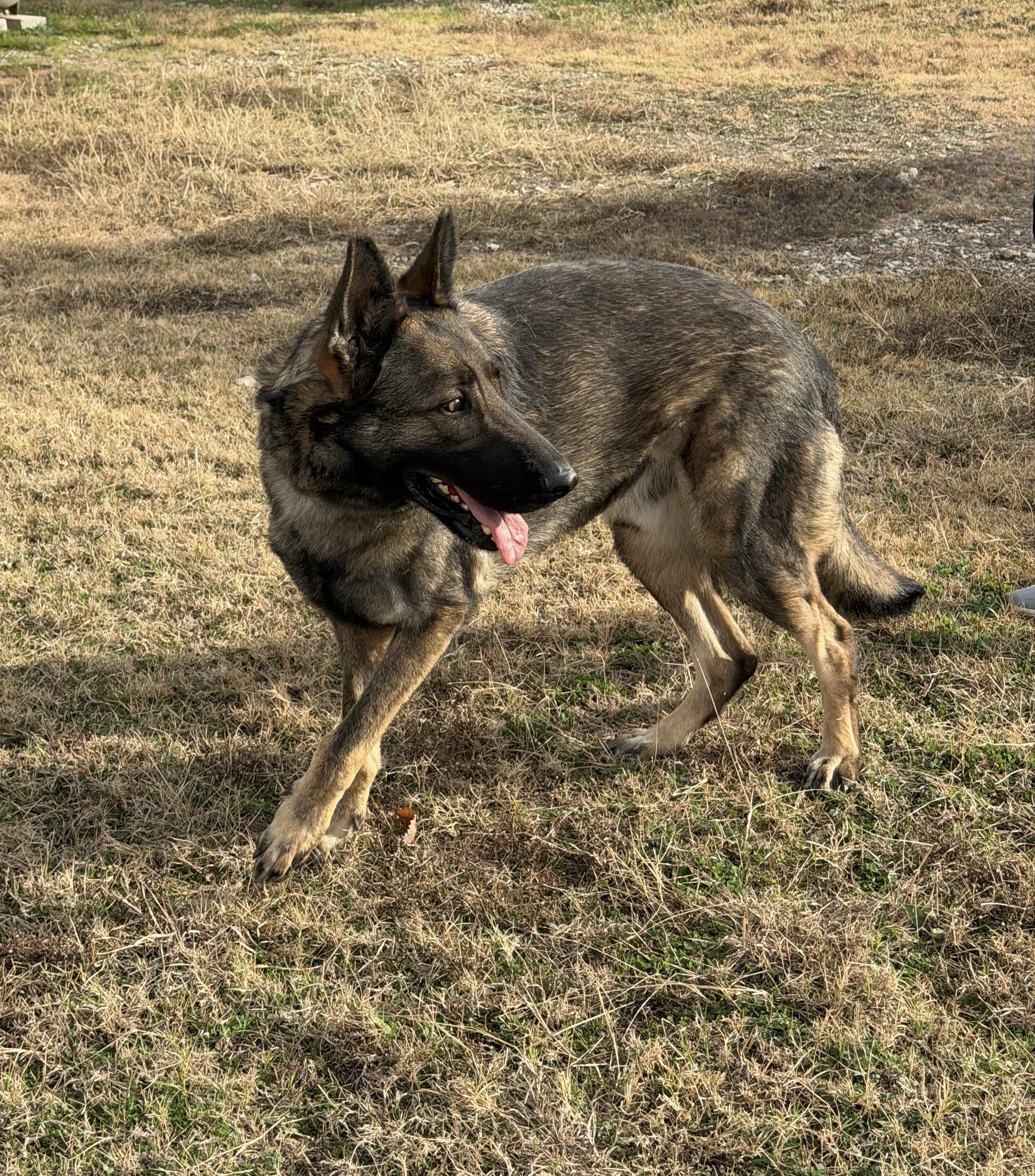 Bruno, an adopted German Shepherd Dog in Davenport, IA image 5/6