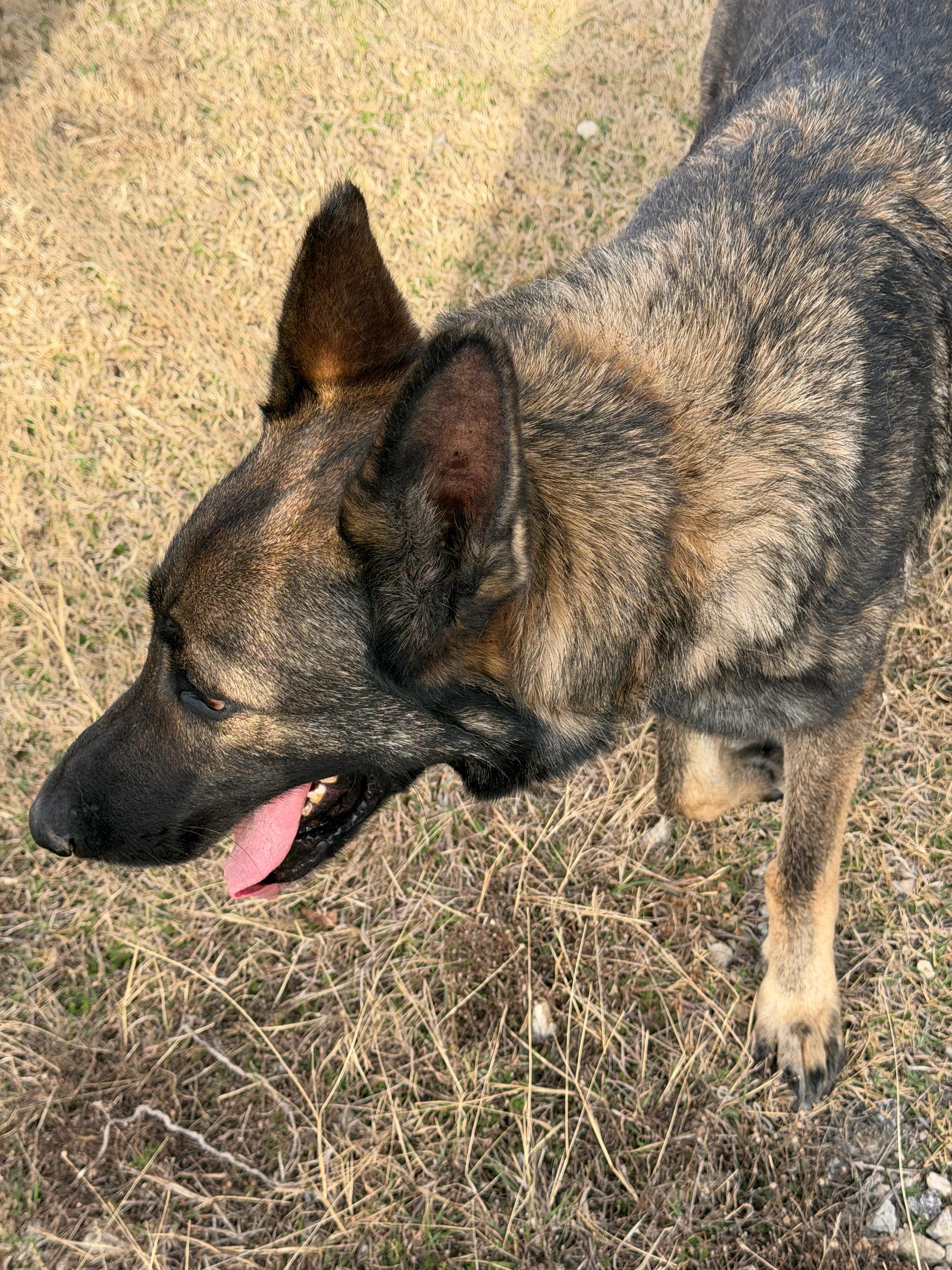 Bruno, an adopted German Shepherd Dog in Davenport, IA image 6/6