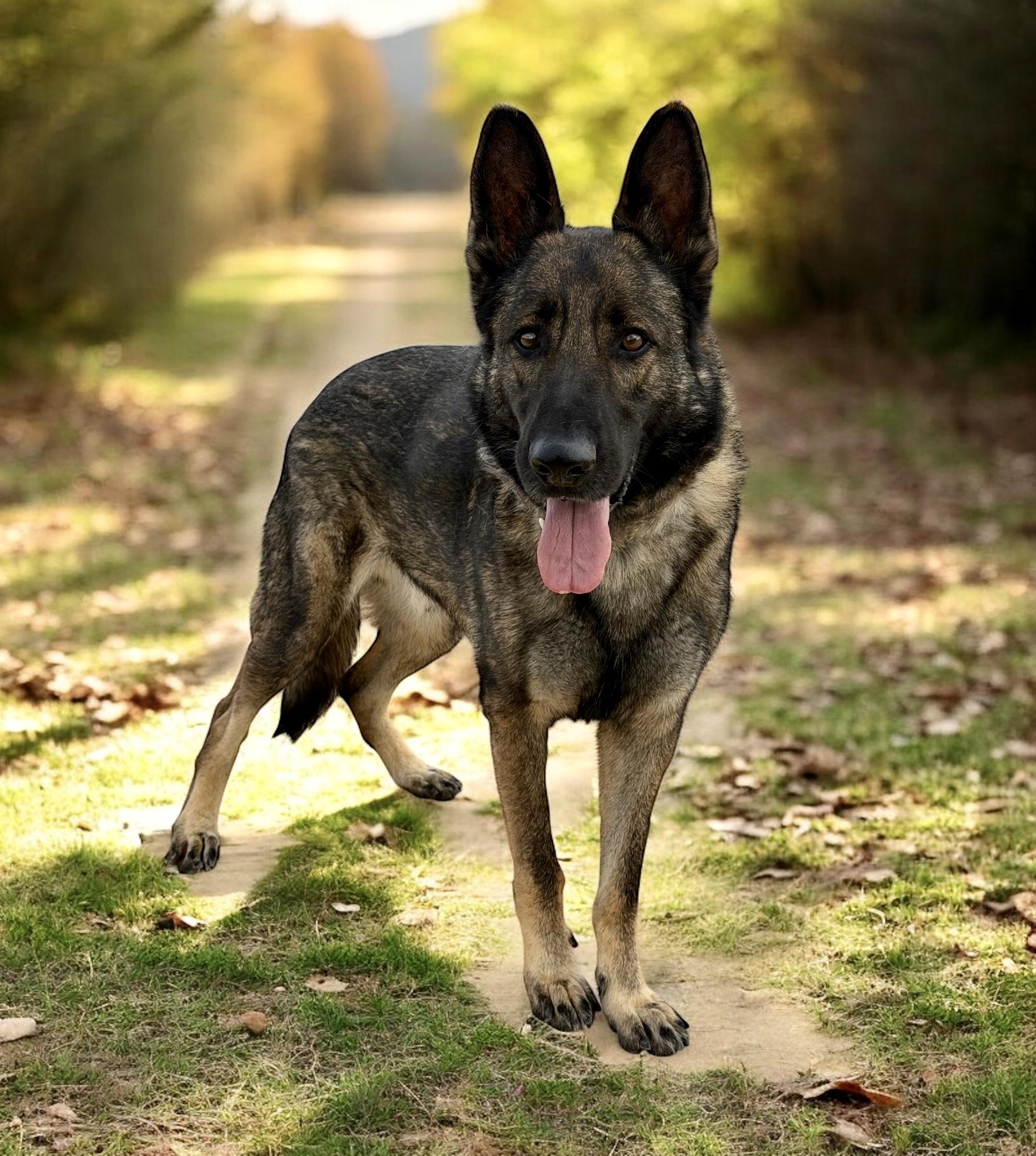 Bruno, an adopted German Shepherd Dog in Davenport, IA image 1/6