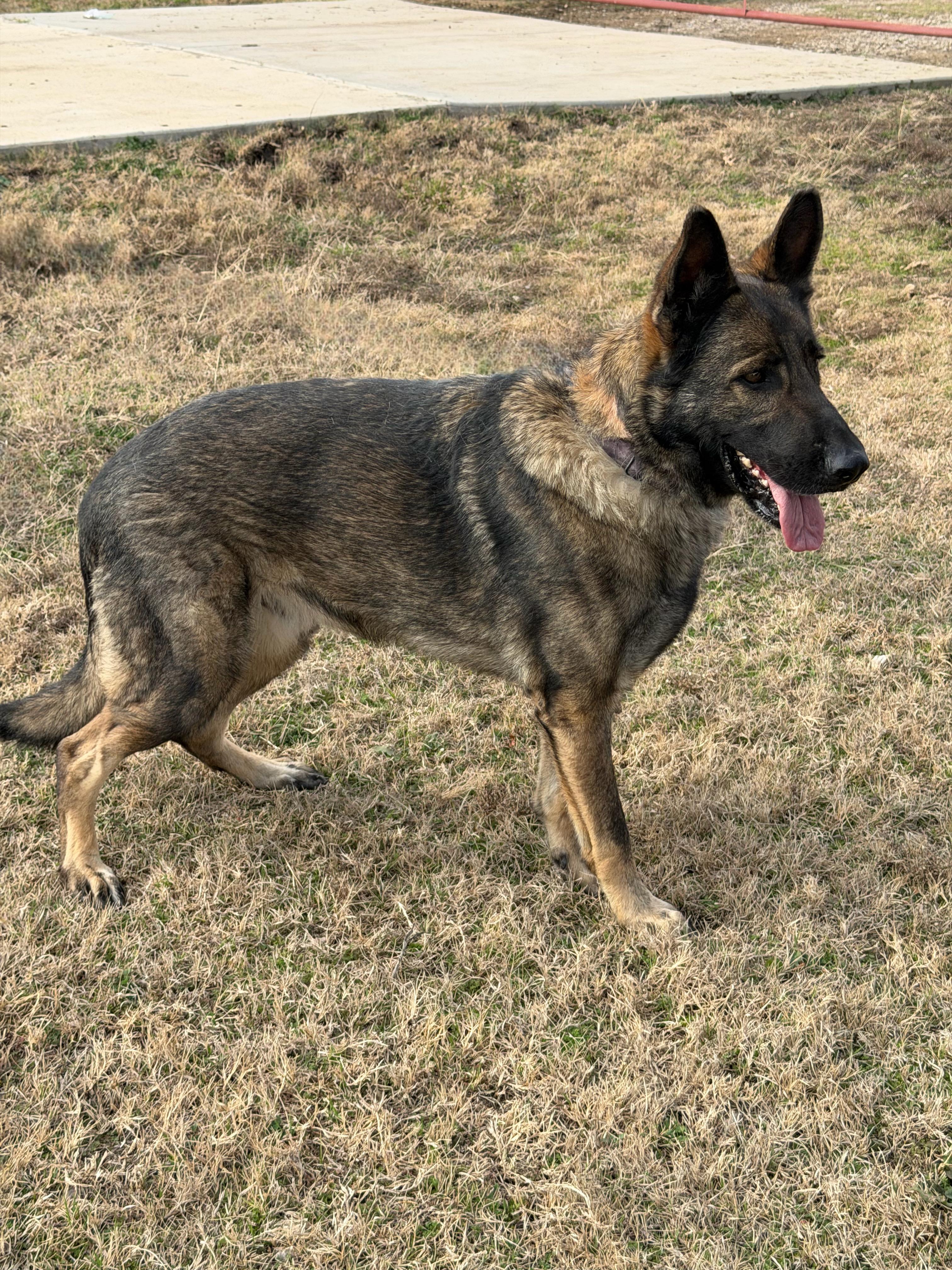 Bruno, an adopted German Shepherd Dog in Davenport, IA image 4/6