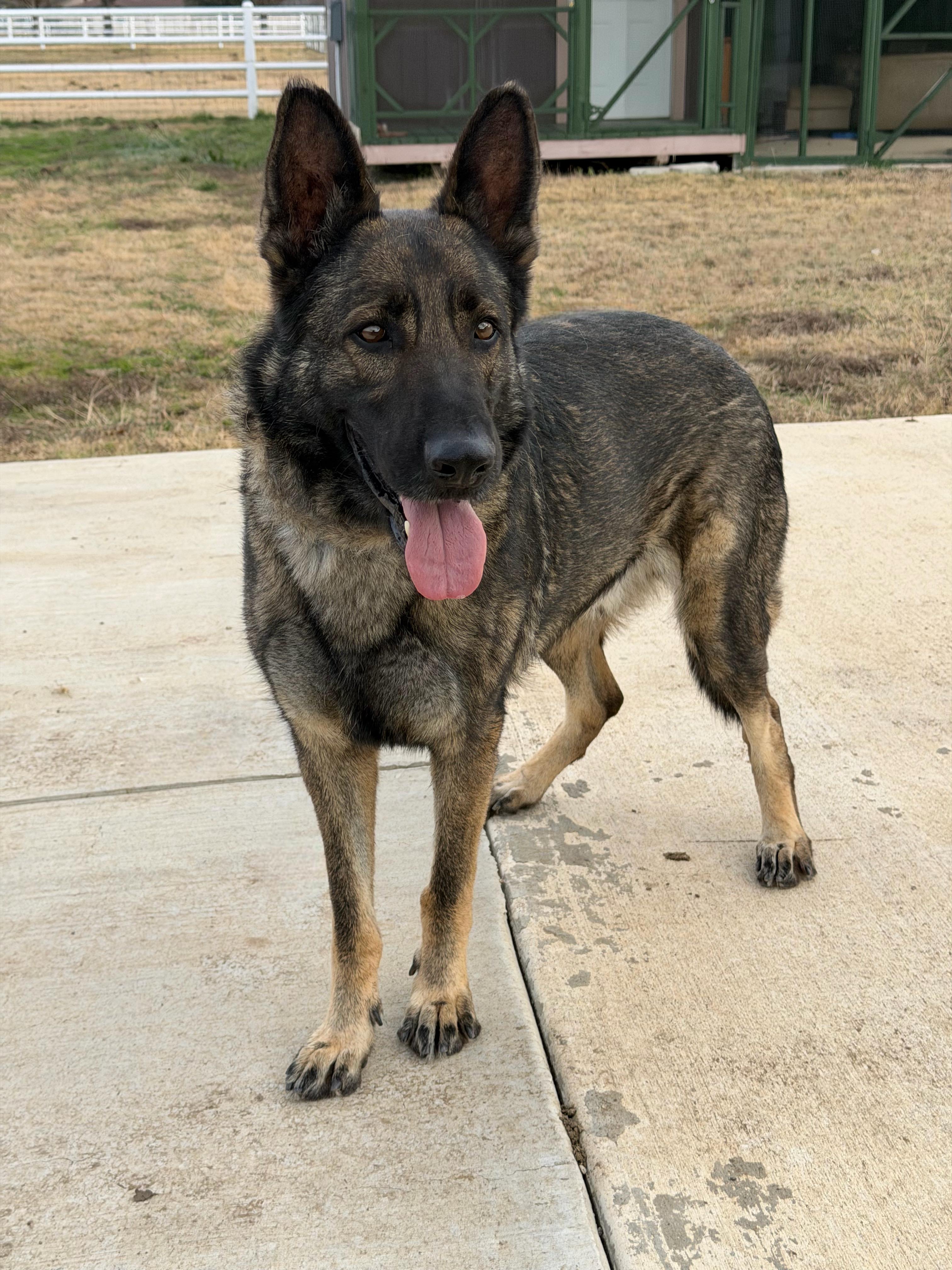 Bruno, an adopted German Shepherd Dog in Davenport, IA image 3/6
