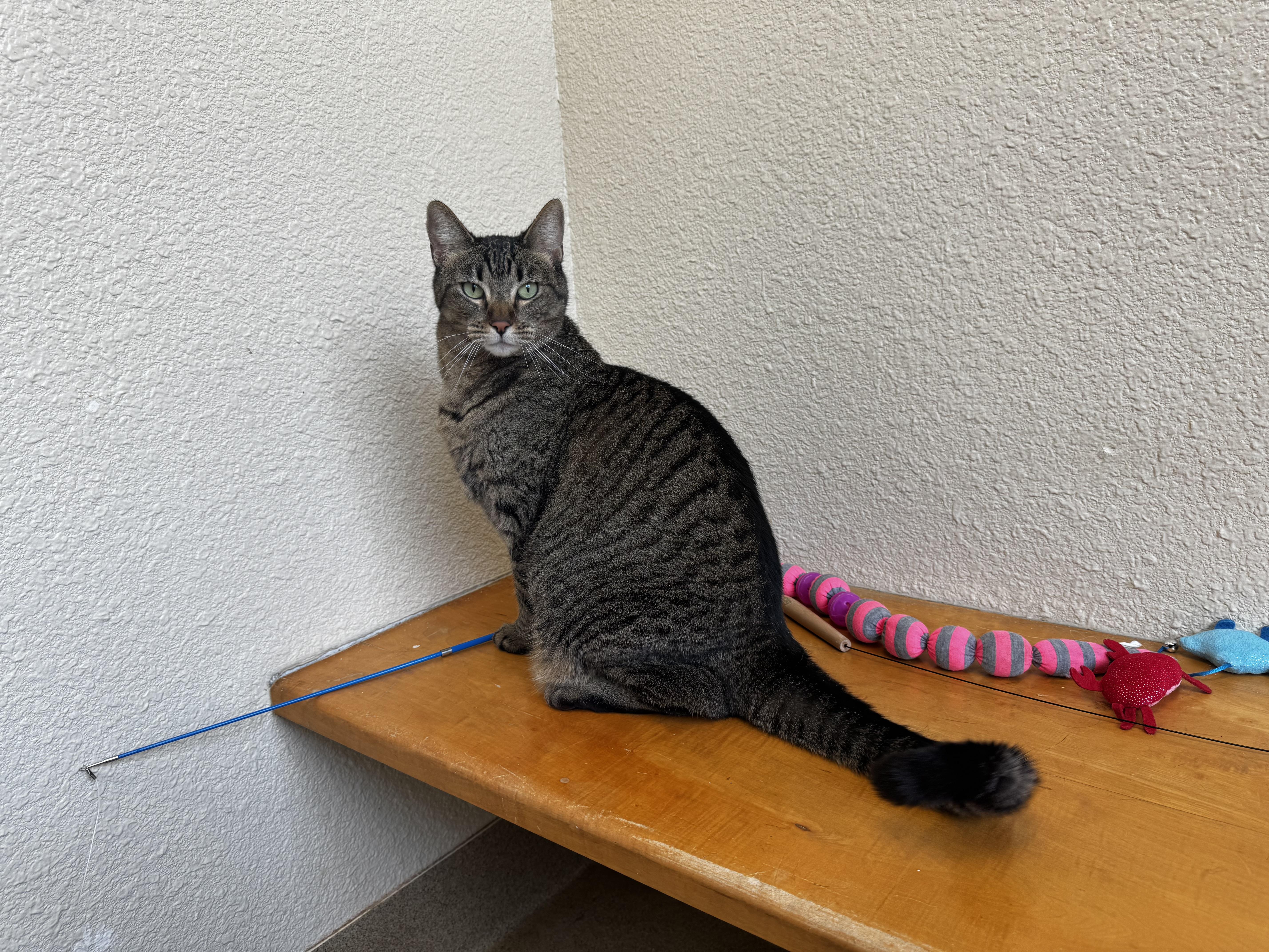 Sasha, ADOPTABLE, Adult Female Domestic Short Hair.
