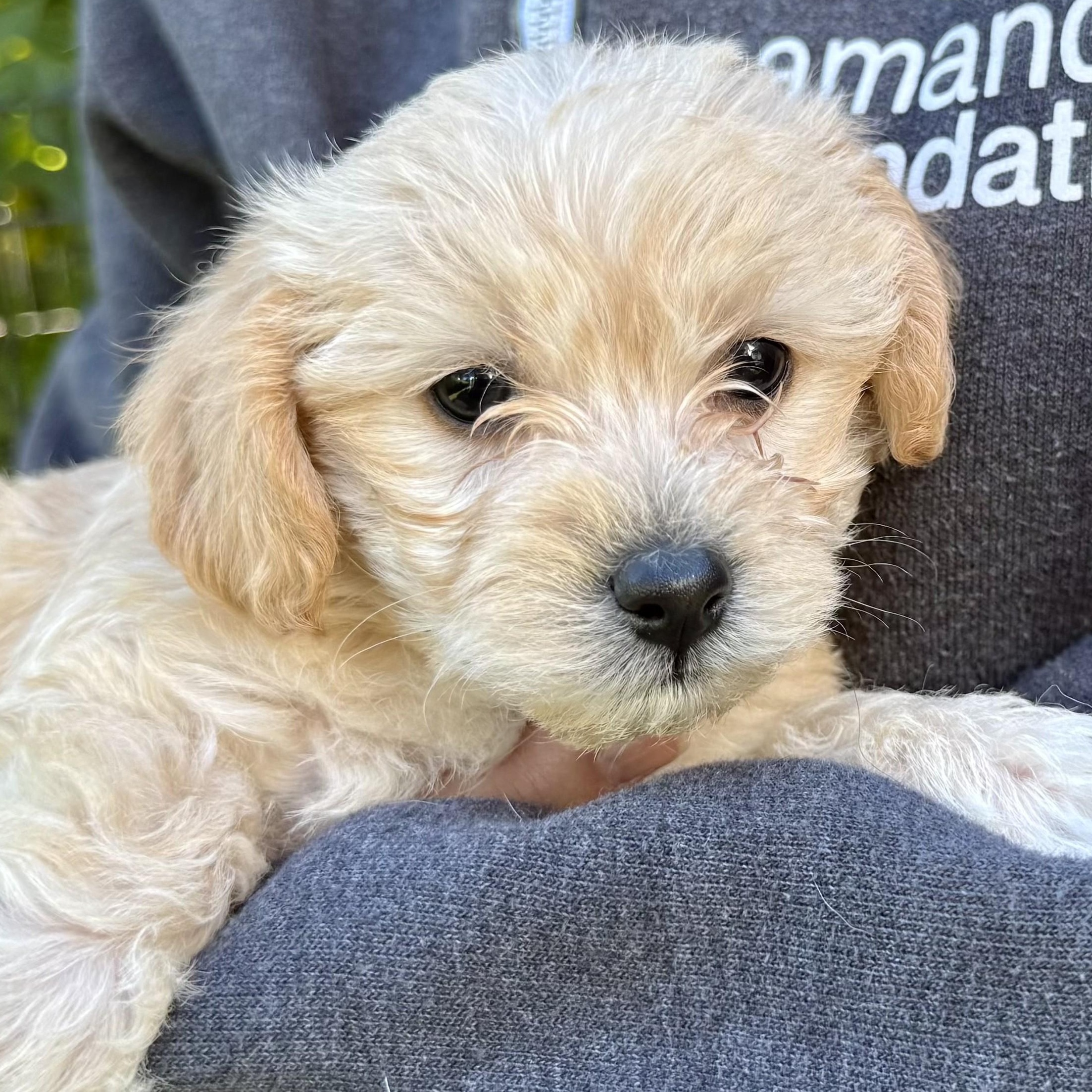 Peanut, adopted, Puppy Male Miniature Poodle.