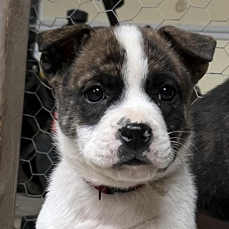 Bowie, Adoptable, Puppy Male Mixed Breed.