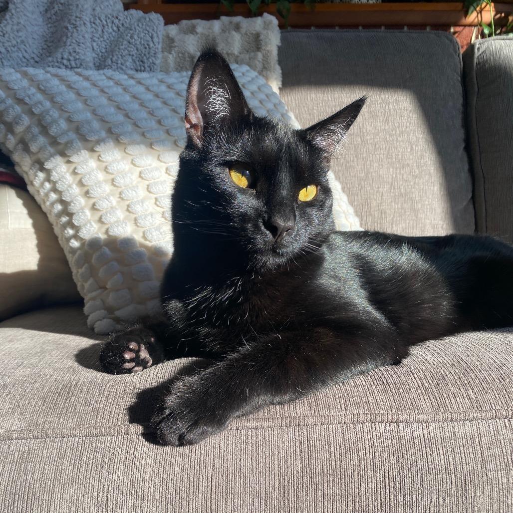 Ziggy, a Adoptable Domestic Short Hair in Mount Laurel, NJ image 1/6