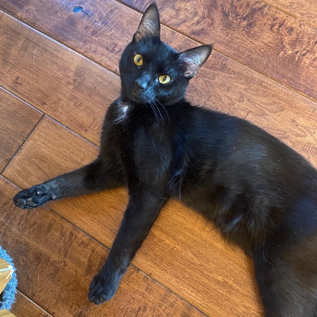 Ziggy, Adoptable, Adult Male Domestic Short Hair.