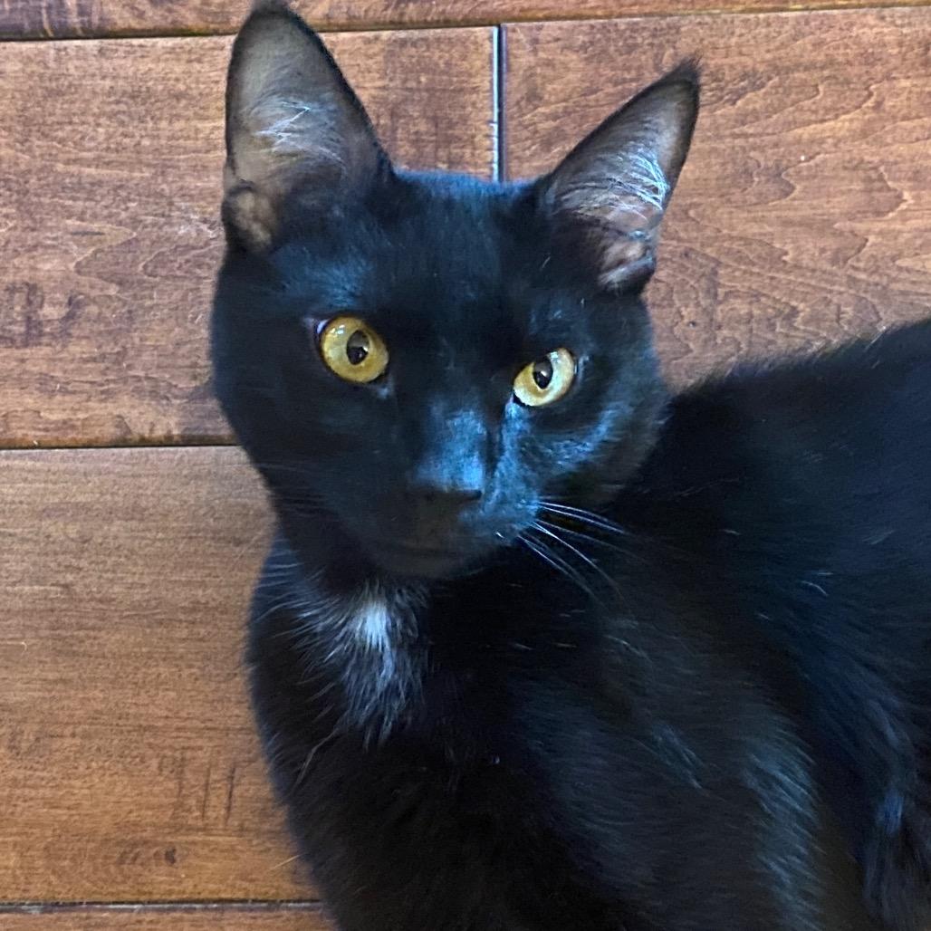 Enlarge Ziggy, a Adoptable Domestic Short Hair in Mount Laurel, NJ image 2/6