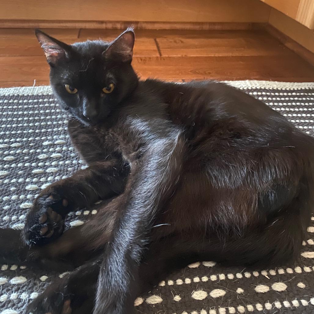 Enlarge Ziggy, a Adoptable Domestic Short Hair in Mount Laurel, NJ image 4/6