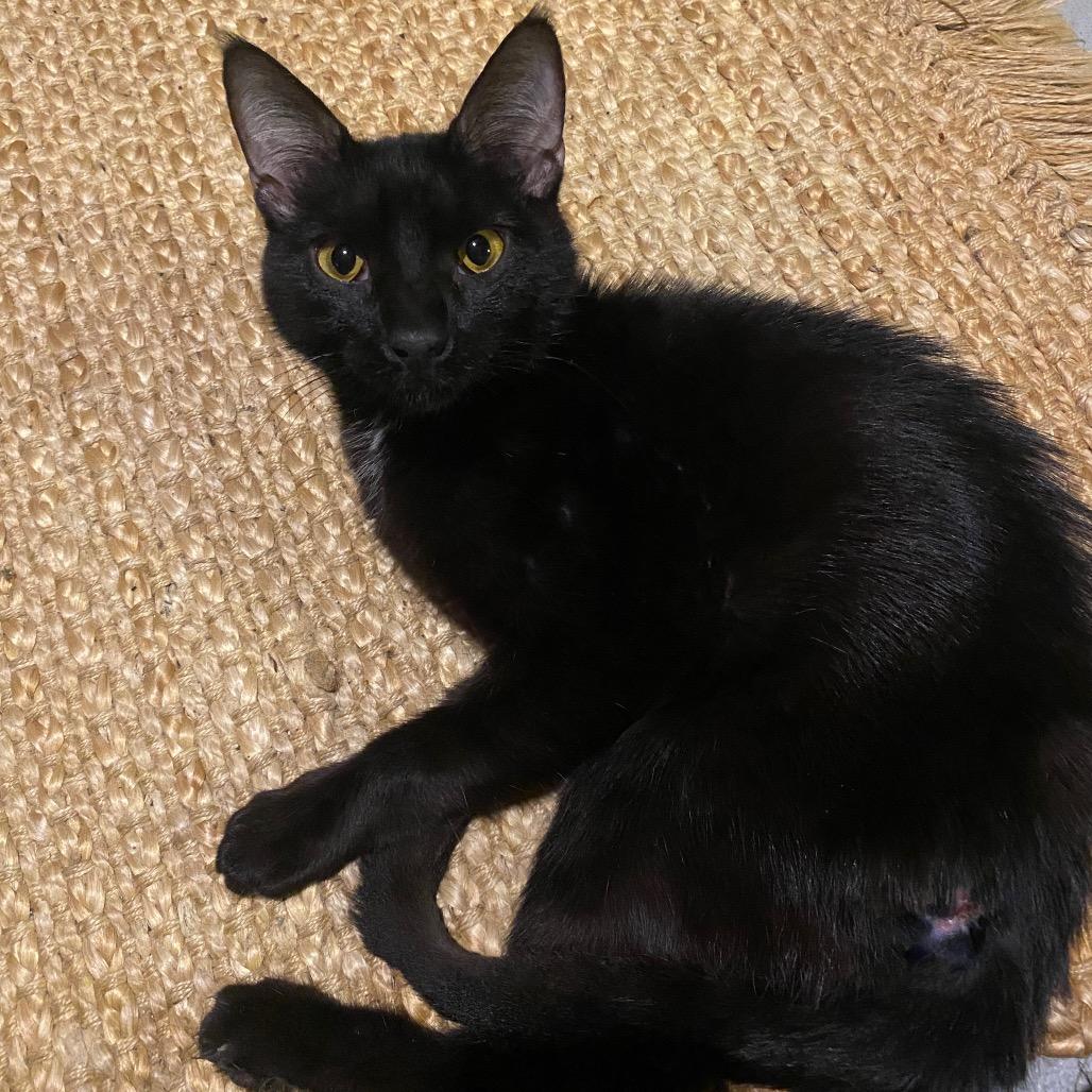 Enlarge Ziggy, a Adoptable Domestic Short Hair in Mount Laurel, NJ image 5/6