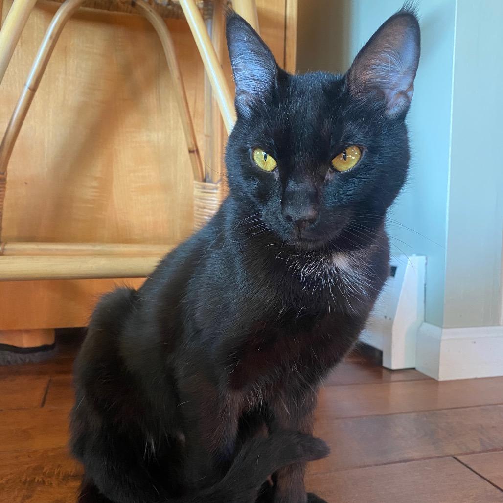 Enlarge Ziggy, a Adoptable Domestic Short Hair in Mount Laurel, NJ image 6/6