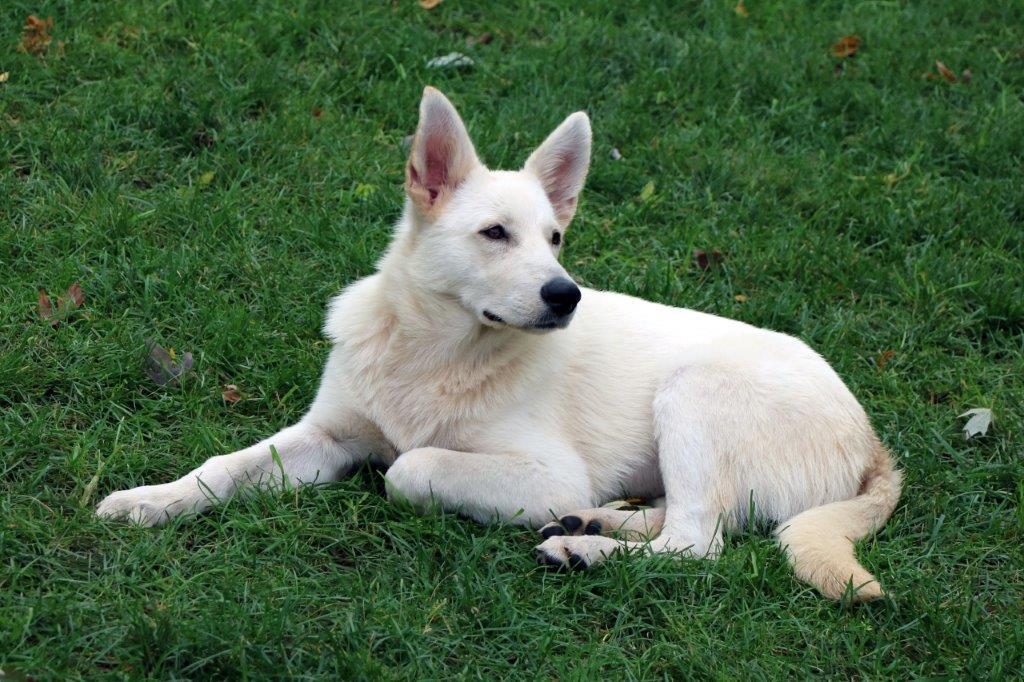 Starke, Adopted, Young Male White German Shepherd.