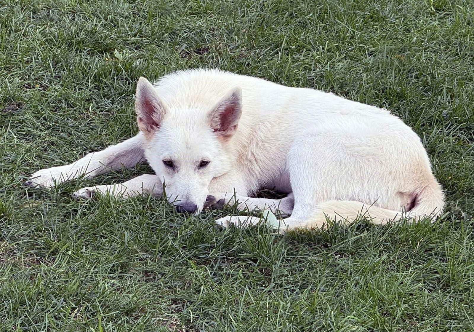 Enlarge Starke, a Adopted White German Shepherd in Londonderry, NH image 2/3