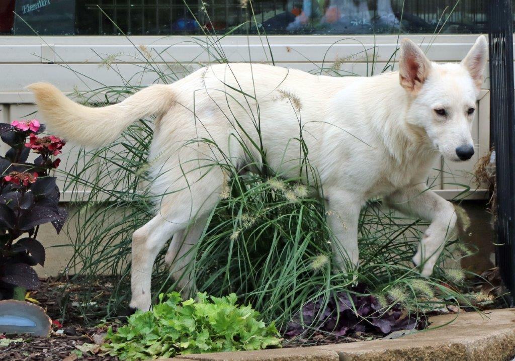 Enlarge Starke, a Adopted White German Shepherd in Londonderry, NH image 3/3