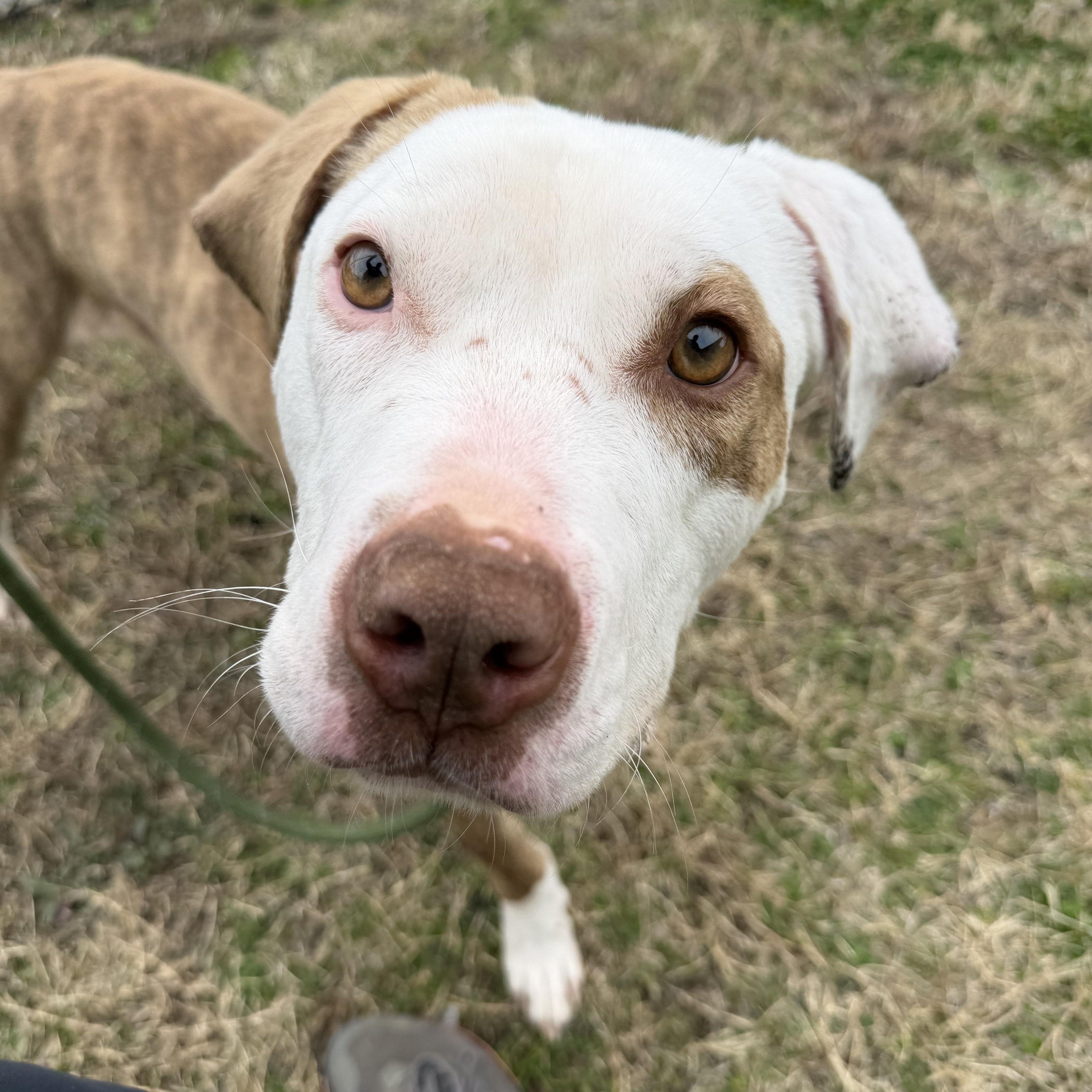 Enlarge Maui, a Adoptable mixed breed in Lancaster, SC image 4/4