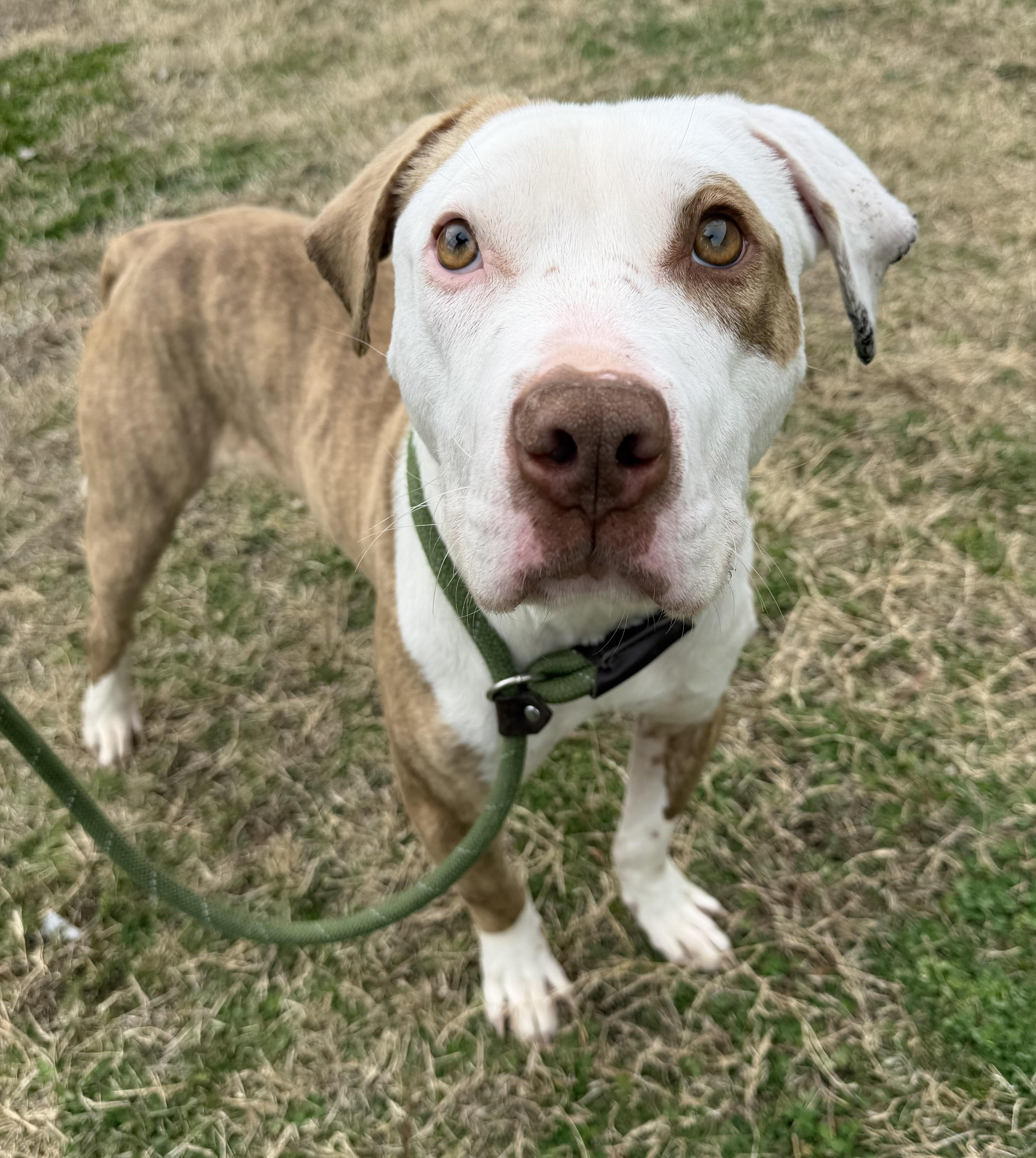 Enlarge Maui, a Adoptable mixed breed in Lancaster, SC image 1/4