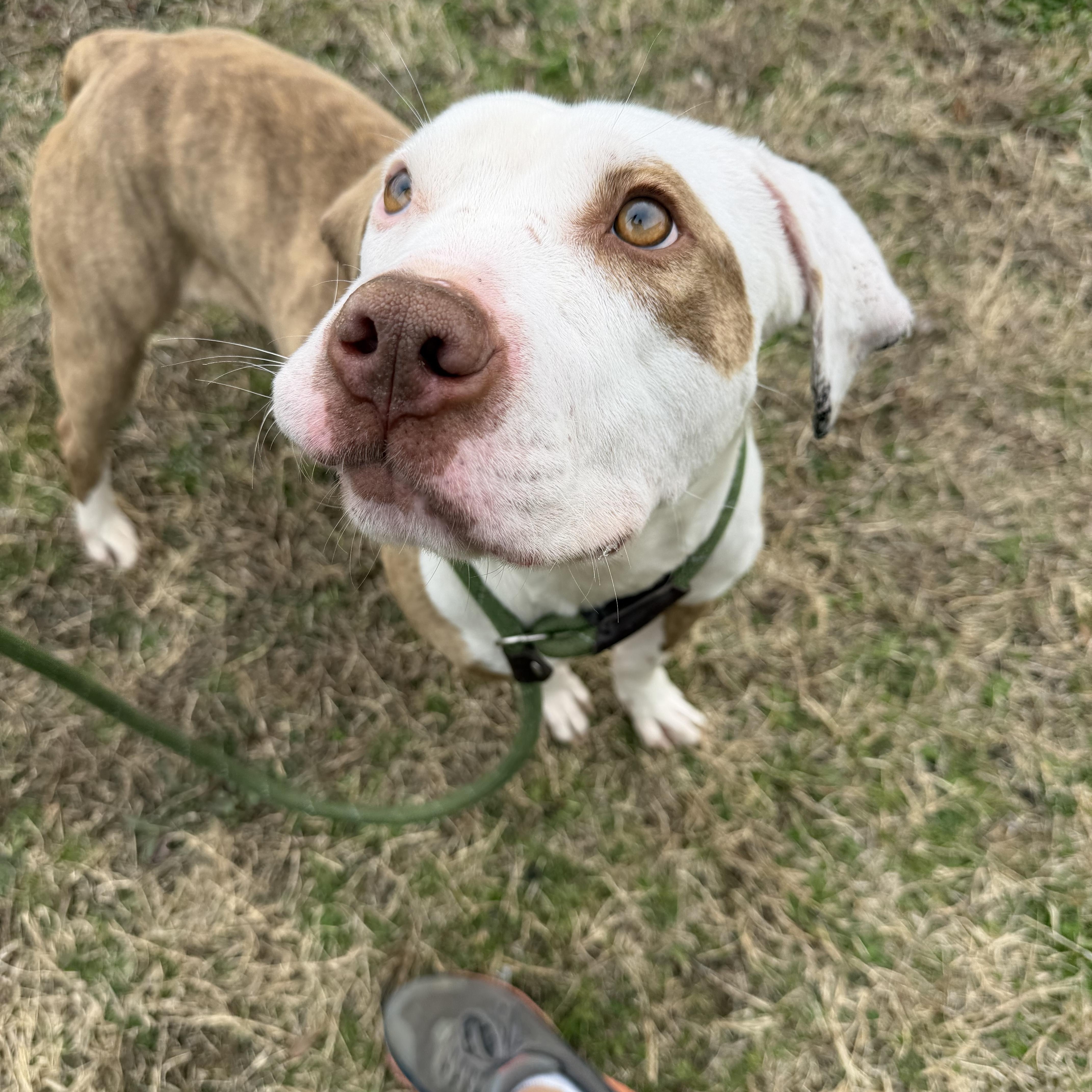 Enlarge Maui, a Adoptable mixed breed in Lancaster, SC image 2/4