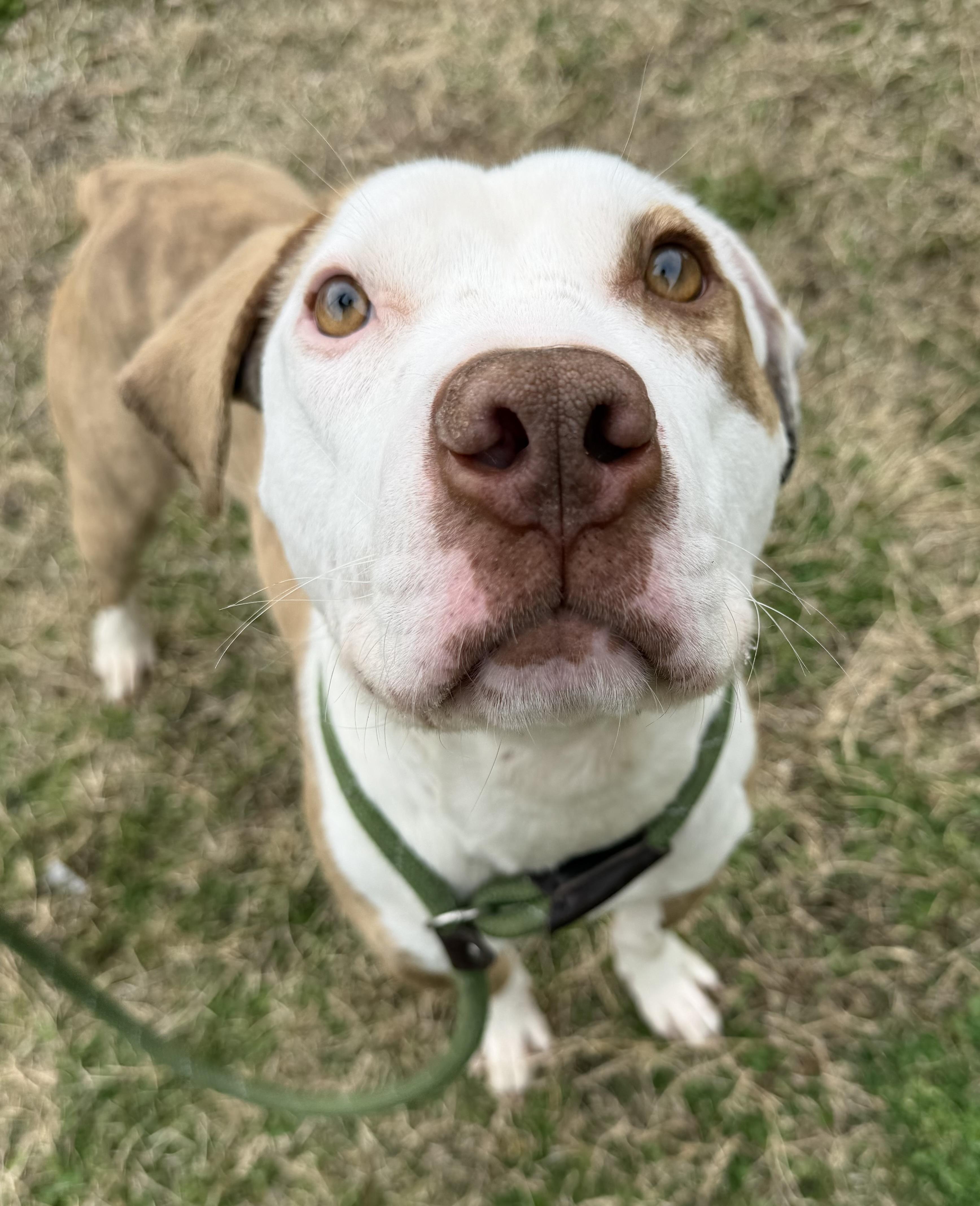 Enlarge Maui, a Adoptable mixed breed in Lancaster, SC image 3/4