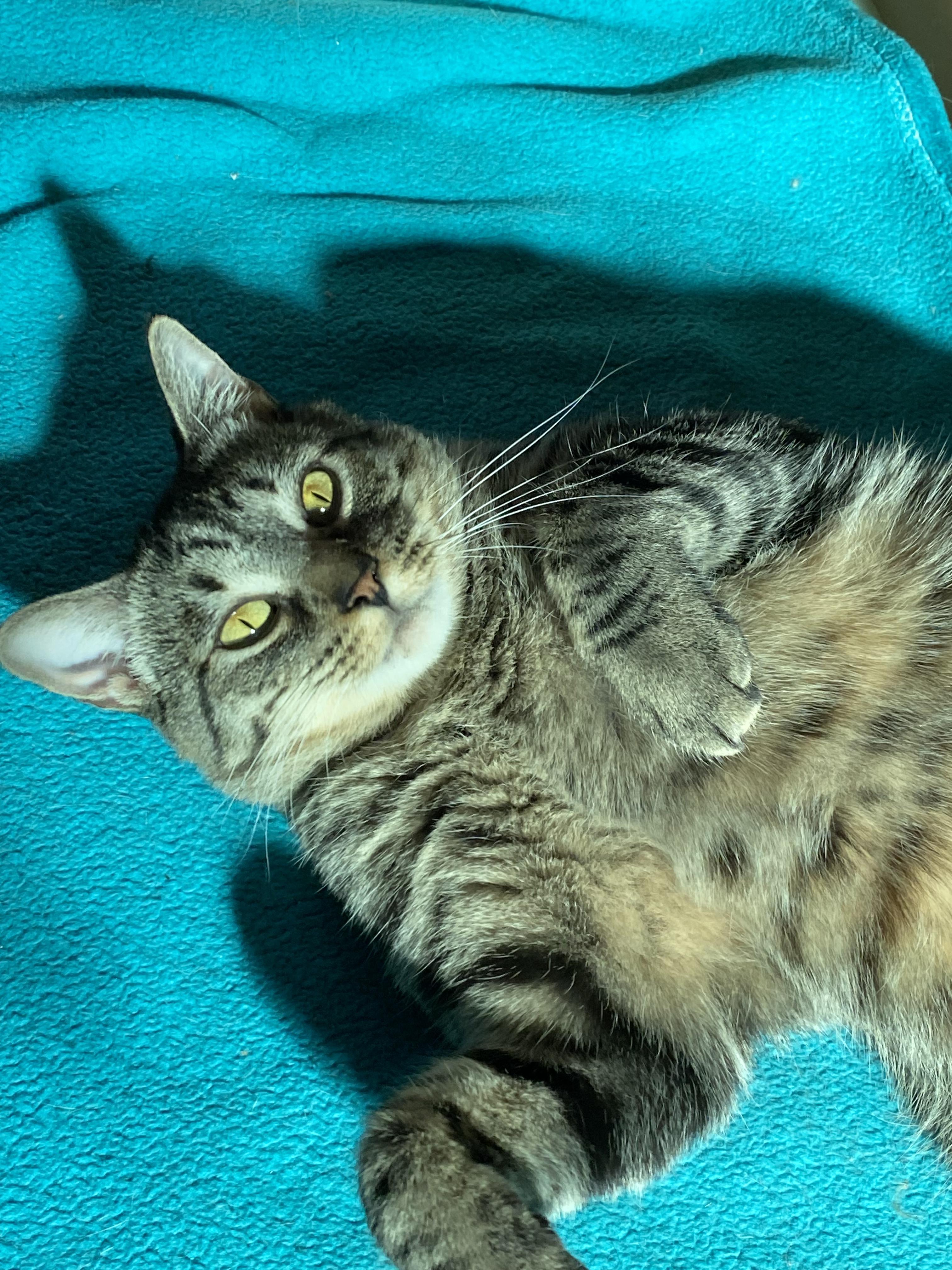 Enlarge Petal, a Adoptable Domestic Short Hair in Buffalo, NY image 1/1