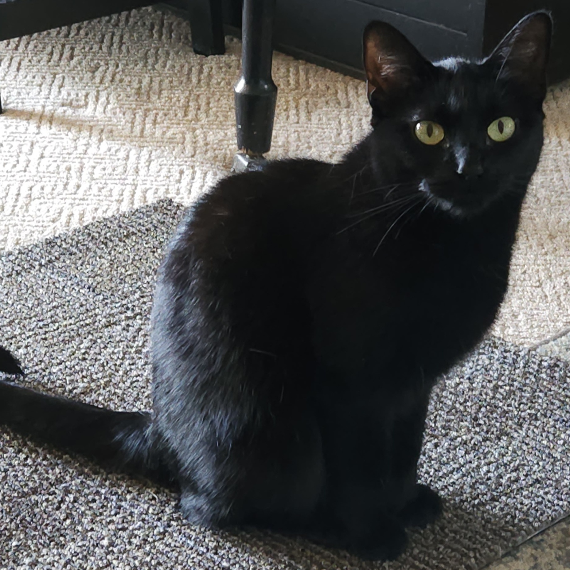 **PLEASE READ DESCRIPTION BELOW** Merlin & Mochi photo 3