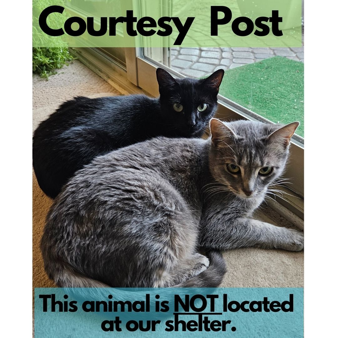 **PLEASE READ DESCRIPTION BELOW** Merlin & Mochi, Adult Female Domestic Short Hair