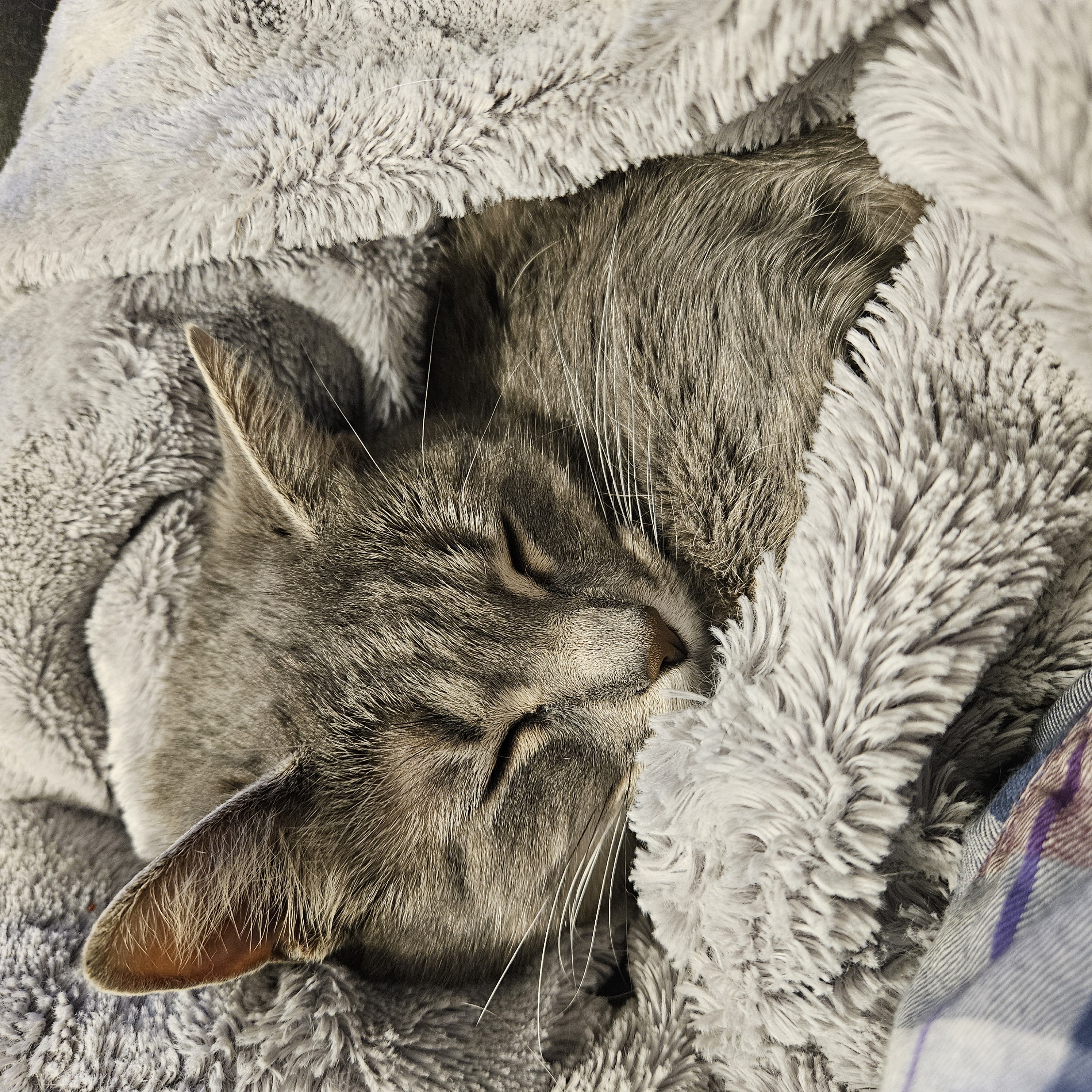 **PLEASE READ DESCRIPTION BELOW** Merlin & Mochi photo 5