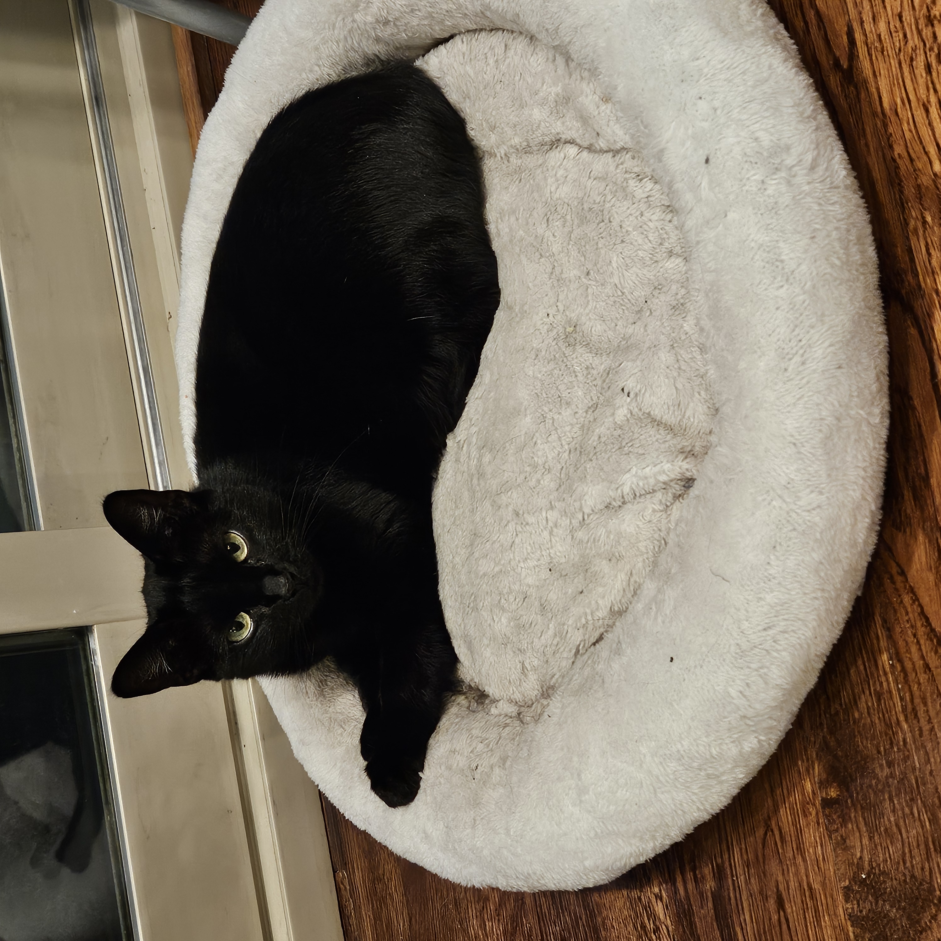 **PLEASE READ DESCRIPTION BELOW** Merlin & Mochi photo 2
