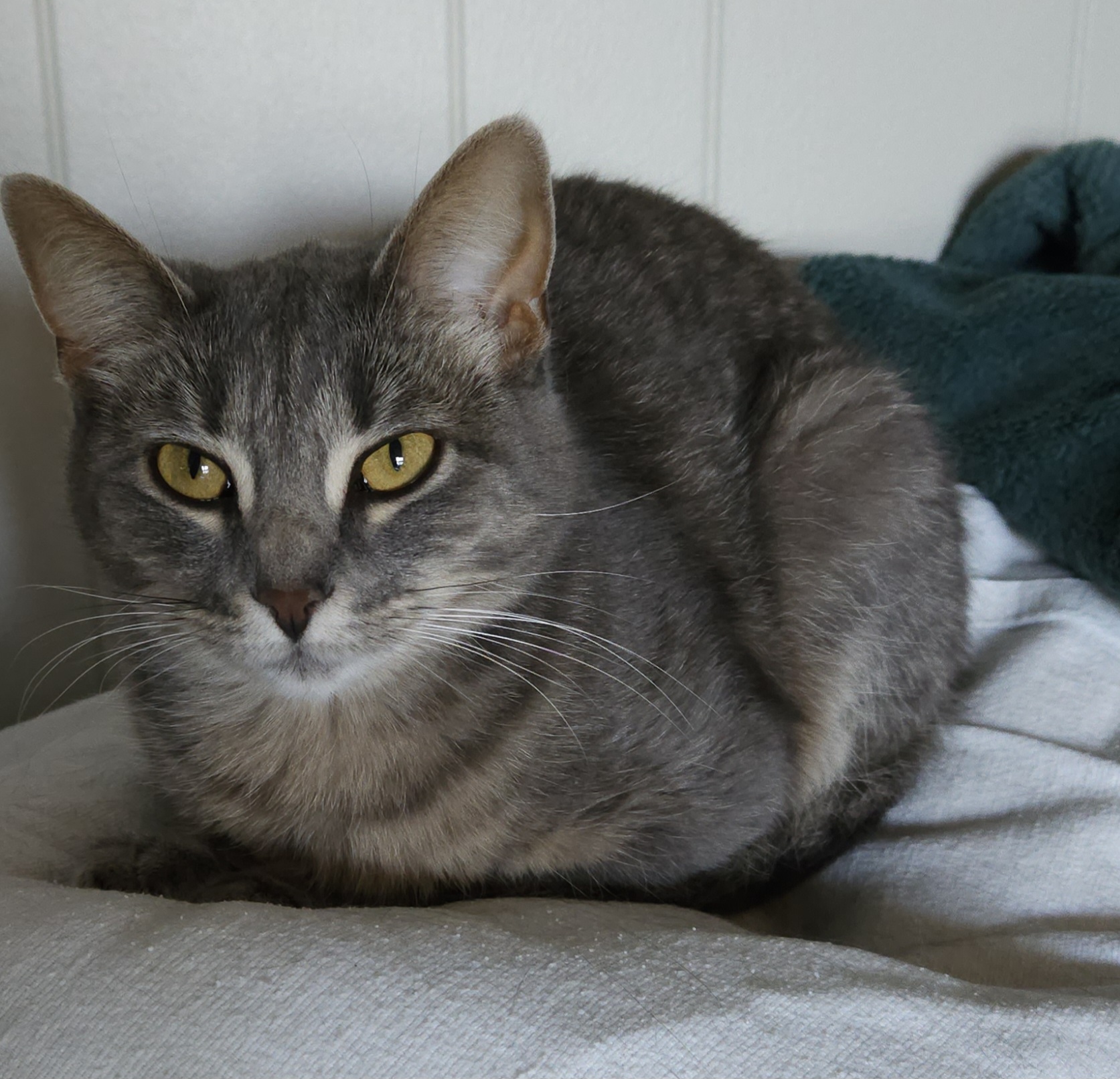 **PLEASE READ DESCRIPTION BELOW** Merlin & Mochi photo 4