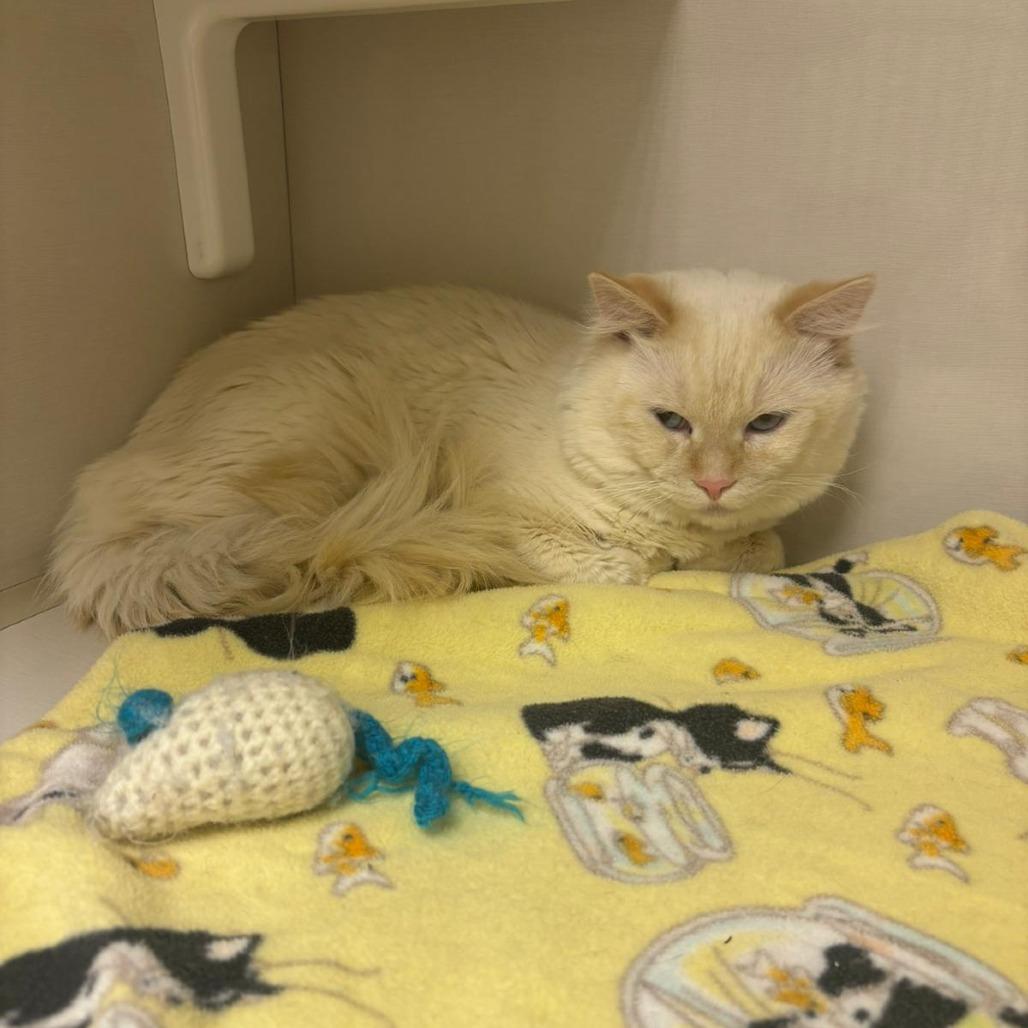 Enlarge Marshmallow, a Adoptable mixed breed in Drumheller, AB image 1/1