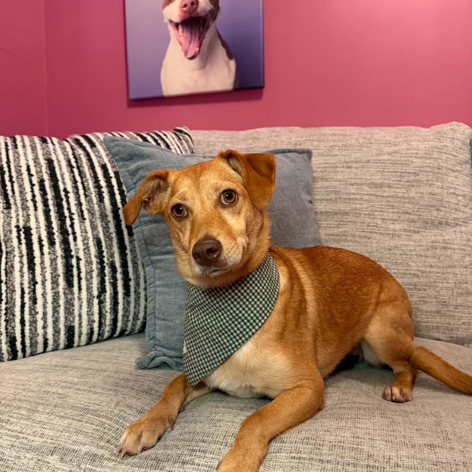 Enlarge May, a ADOPTABLE mixed breed in Cumberland, RI image 4/6