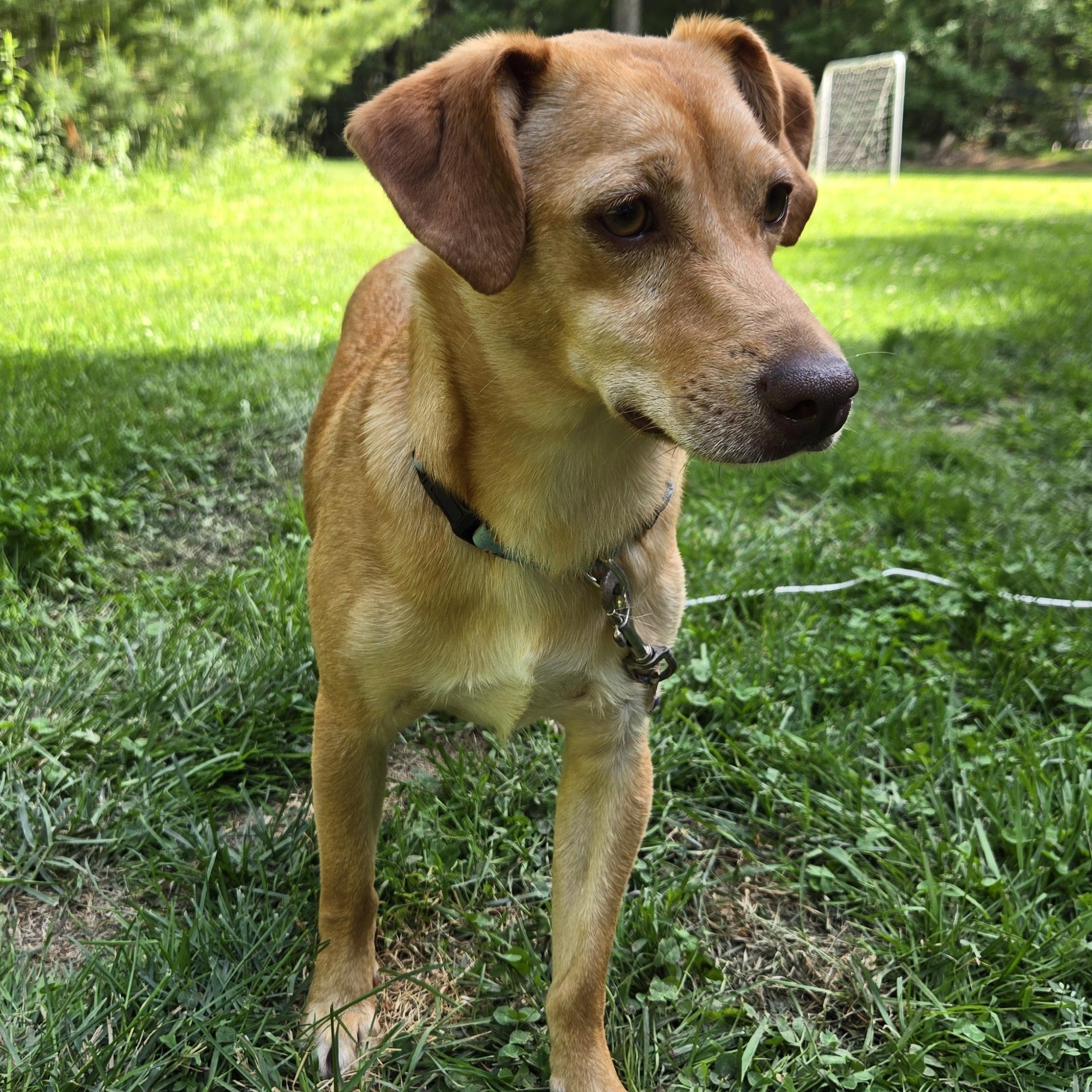 Enlarge May, a ADOPTABLE mixed breed in Cumberland, RI image 3/6