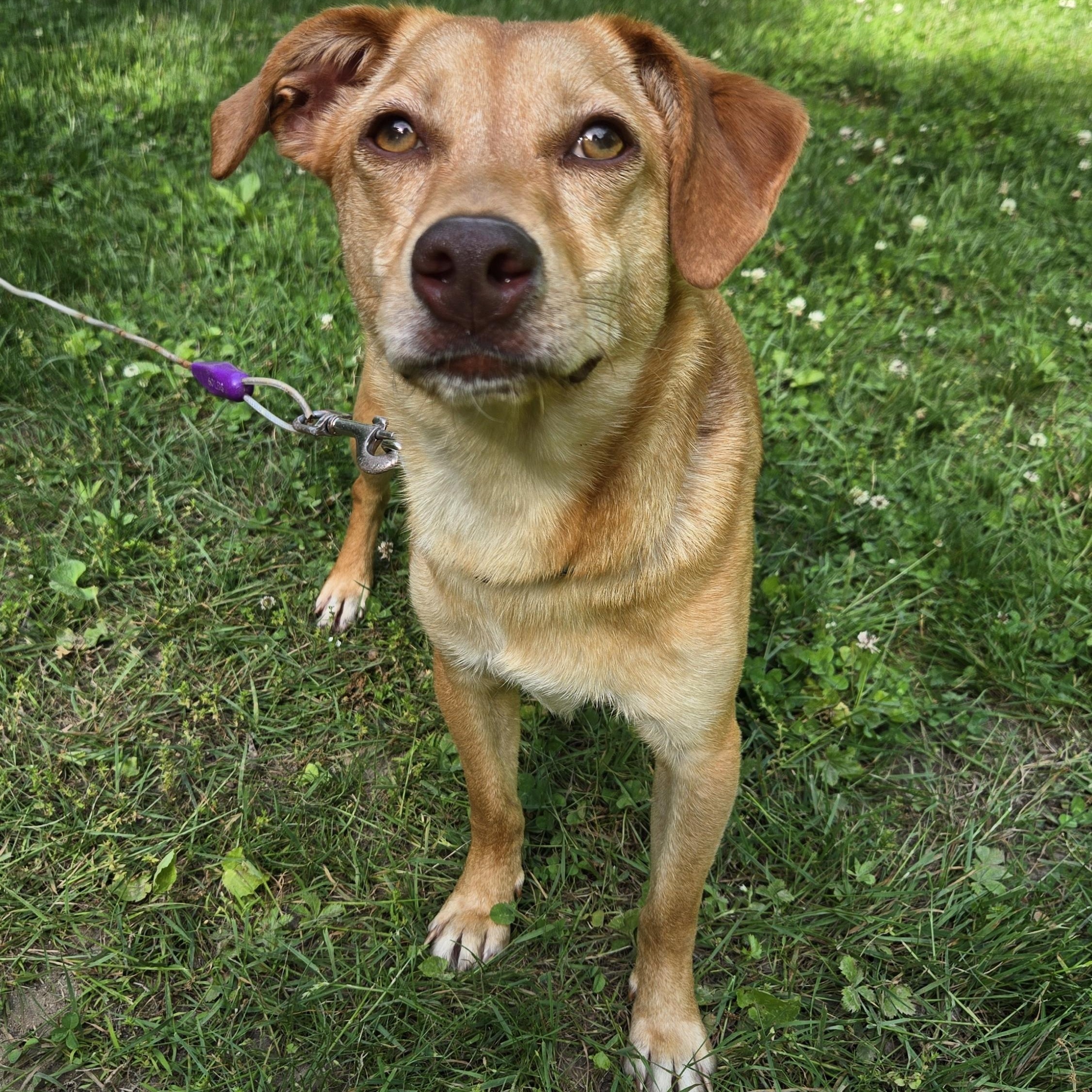 Enlarge May, a ADOPTABLE mixed breed in Cumberland, RI image 2/6