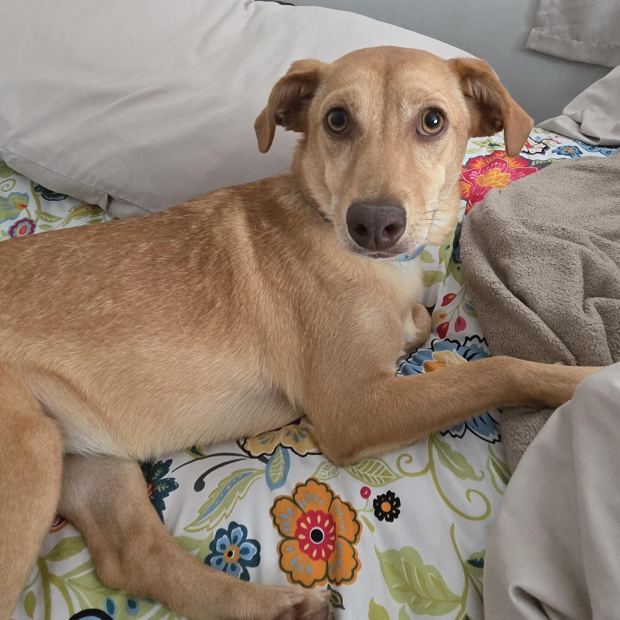 Enlarge May, a ADOPTABLE mixed breed in Cumberland, RI image 6/6