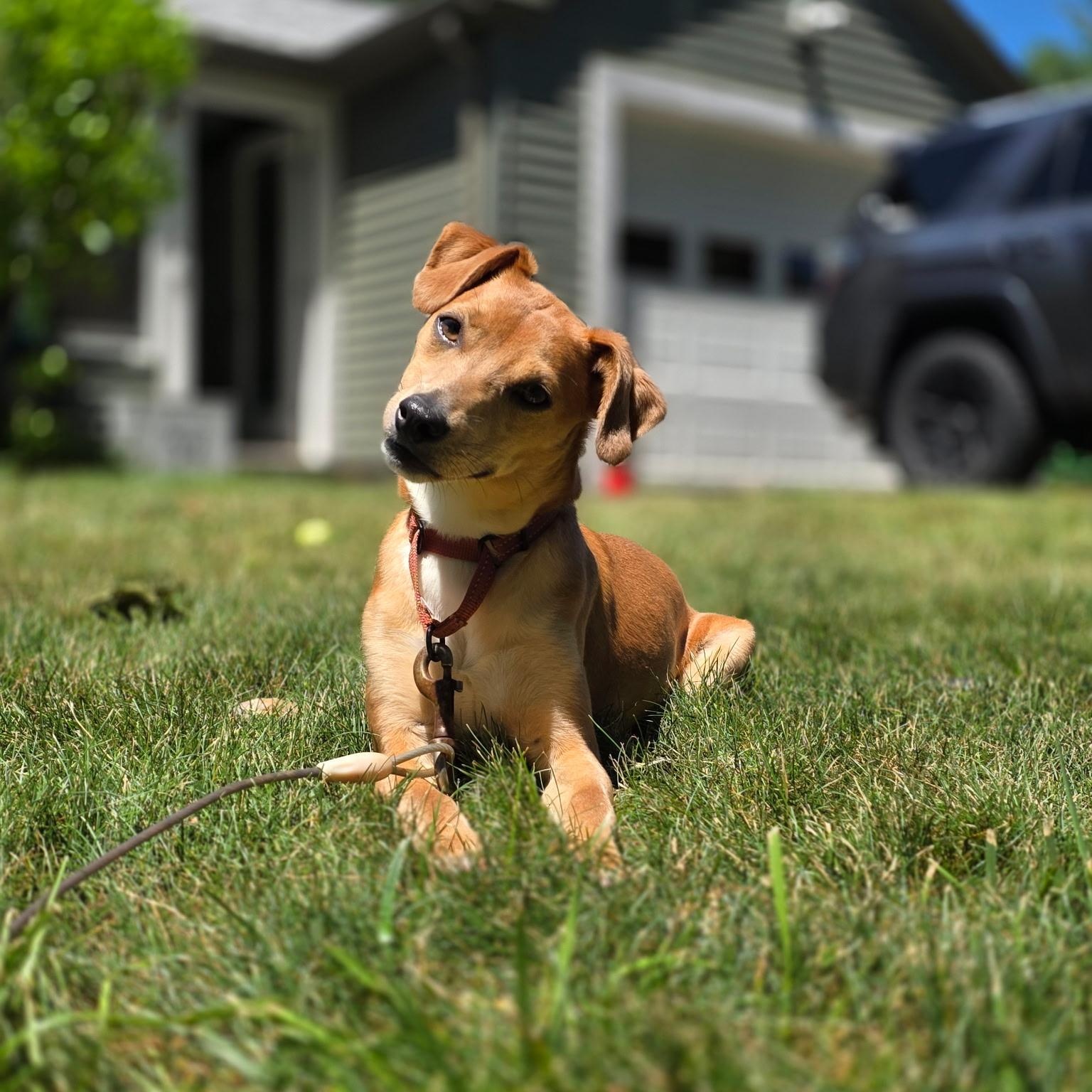 Enlarge May, a ADOPTABLE mixed breed in Cumberland, RI image 5/6