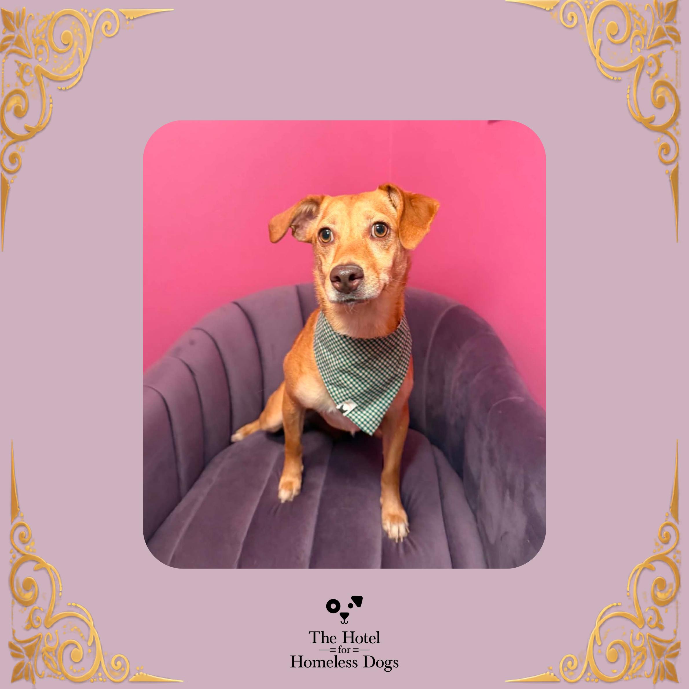 May, ADOPTABLE, Adult Female Hound & Terrier.