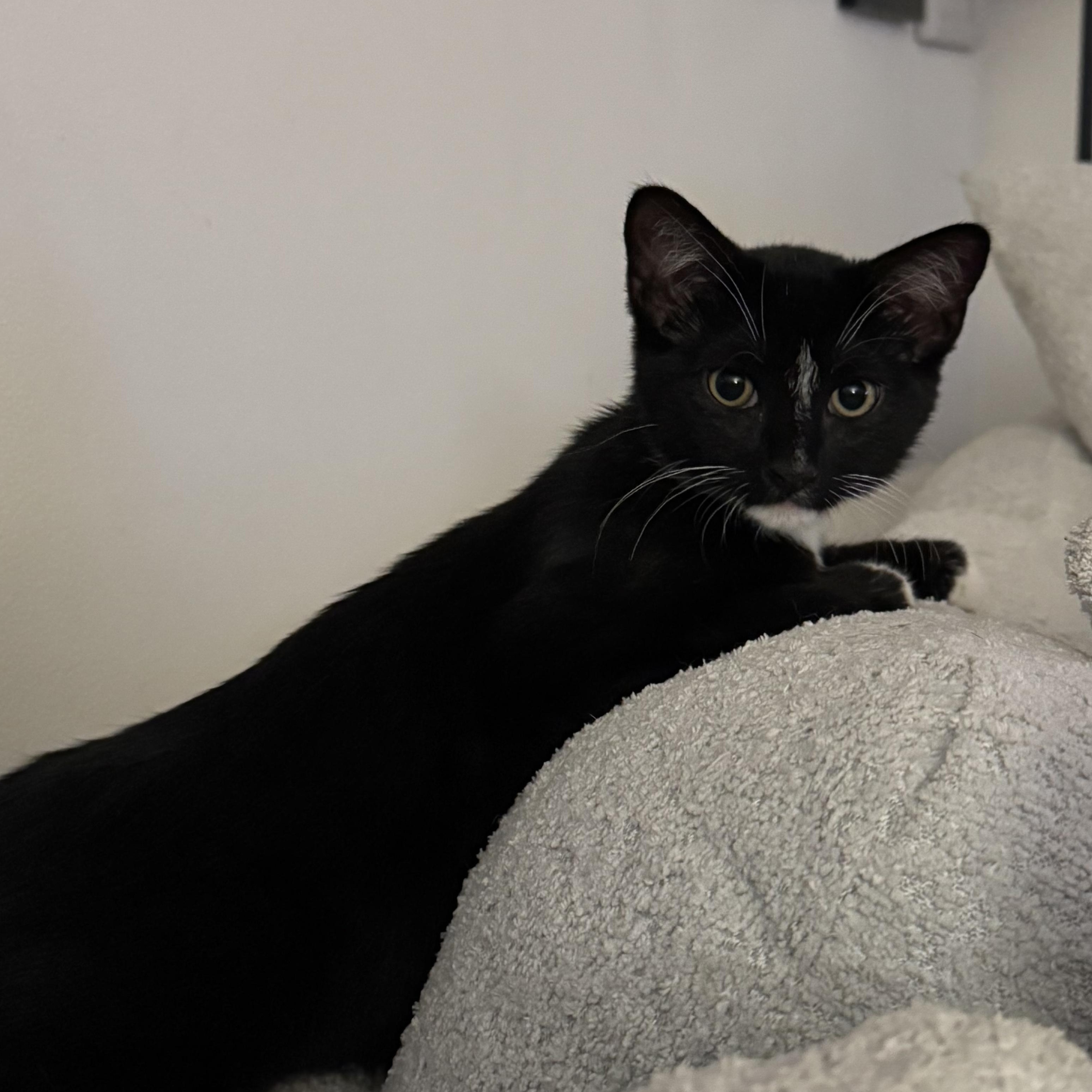 Enlarge Nip, a Adoptable mixed breed in Hyattsville, MD image 5/6