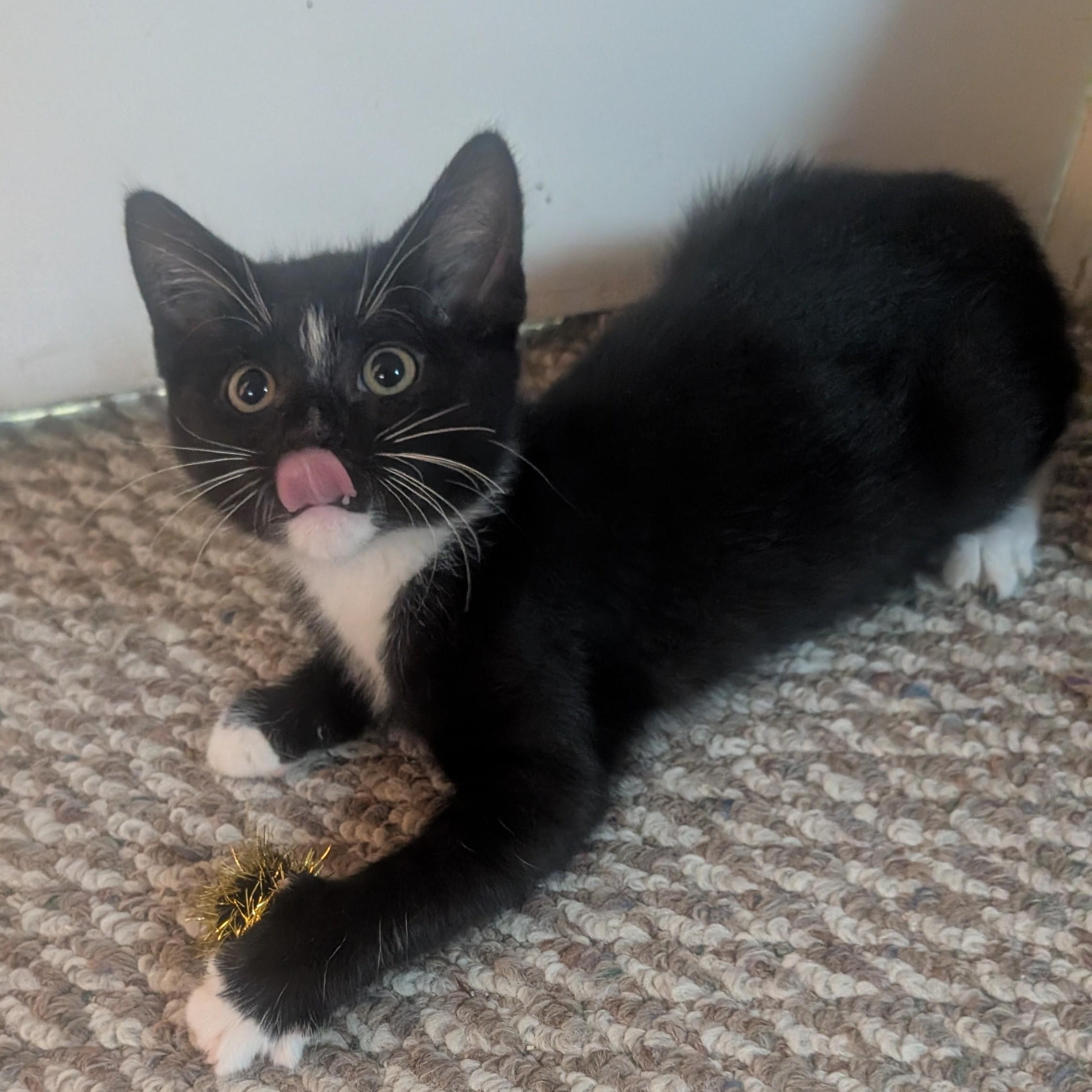 Enlarge Nip, a Adoptable mixed breed in Hyattsville, MD image 3/6