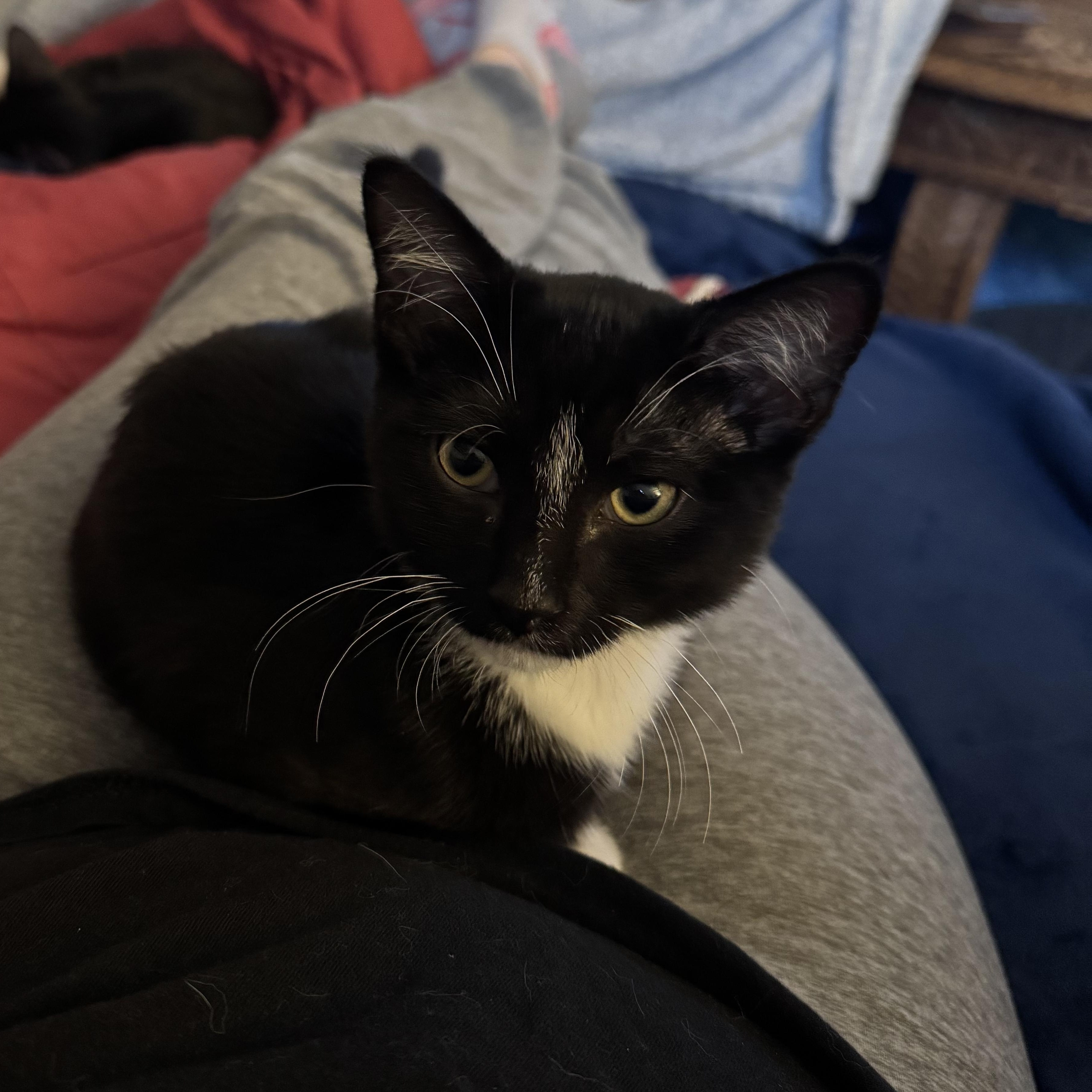 Enlarge Nip, a Adoptable mixed breed in Hyattsville, MD image 4/6