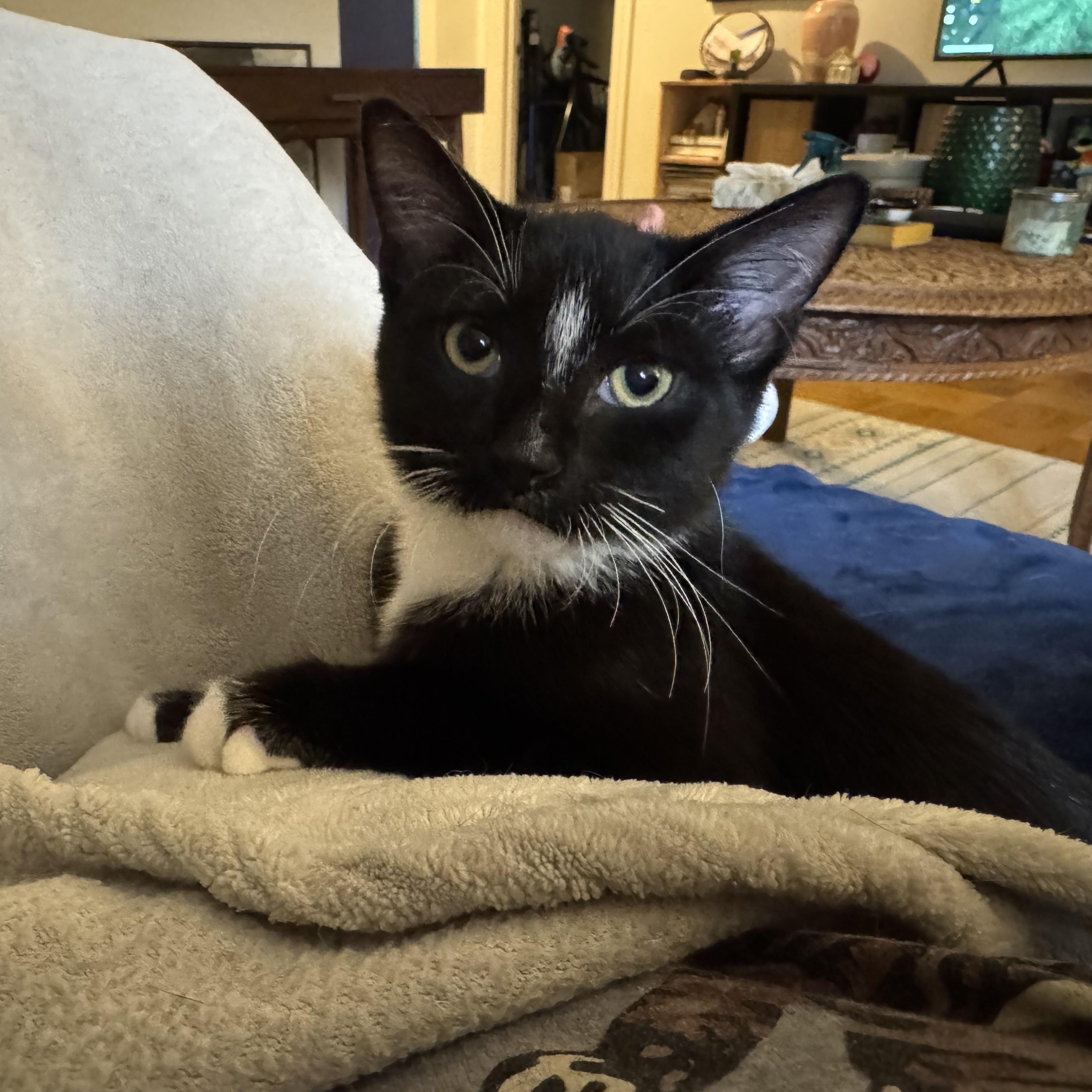 Nip, Adoptable, Kitten Male Tuxedo & Domestic Short Hair.