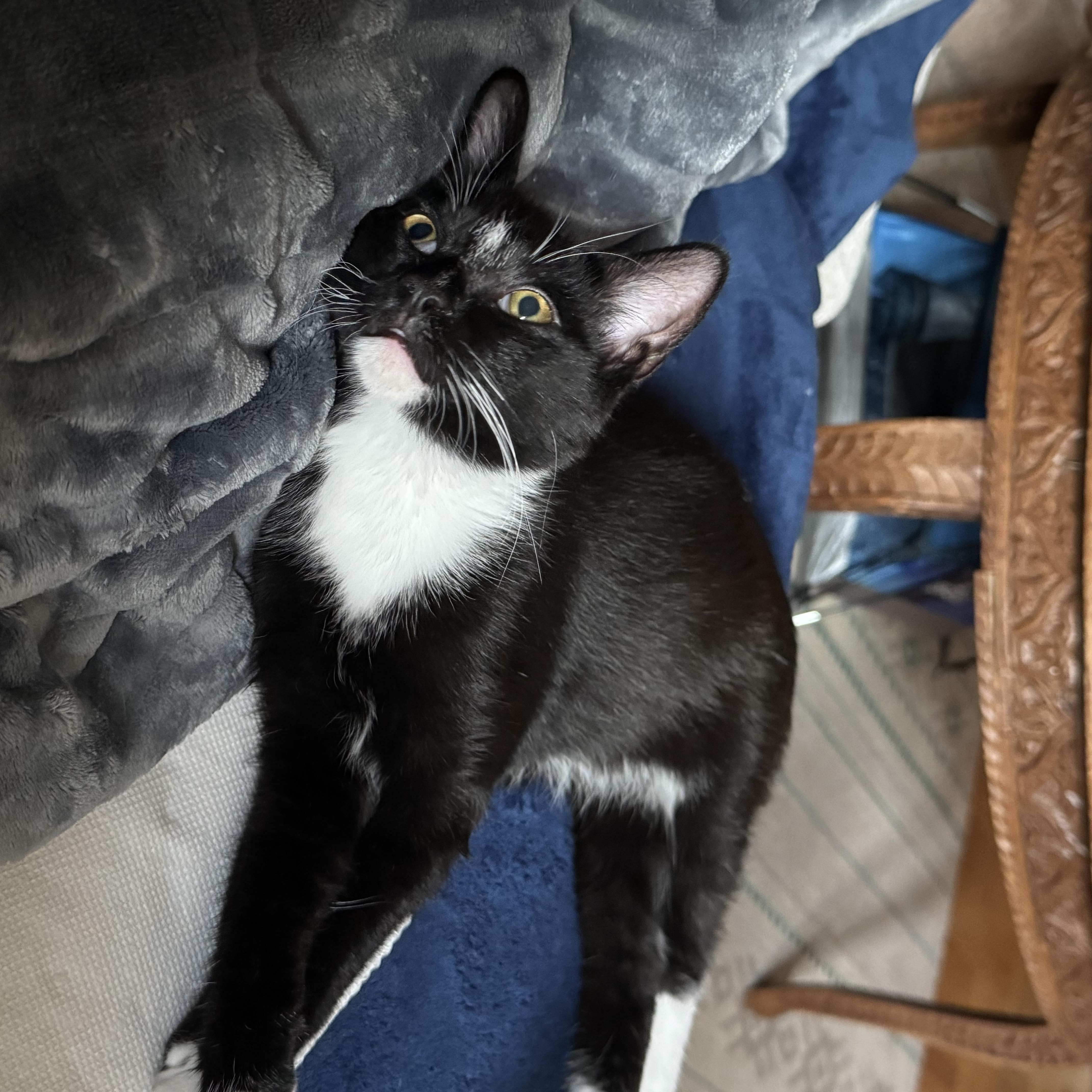 Nip, a Adoptable mixed breed in Hyattsville, MD image 3/6