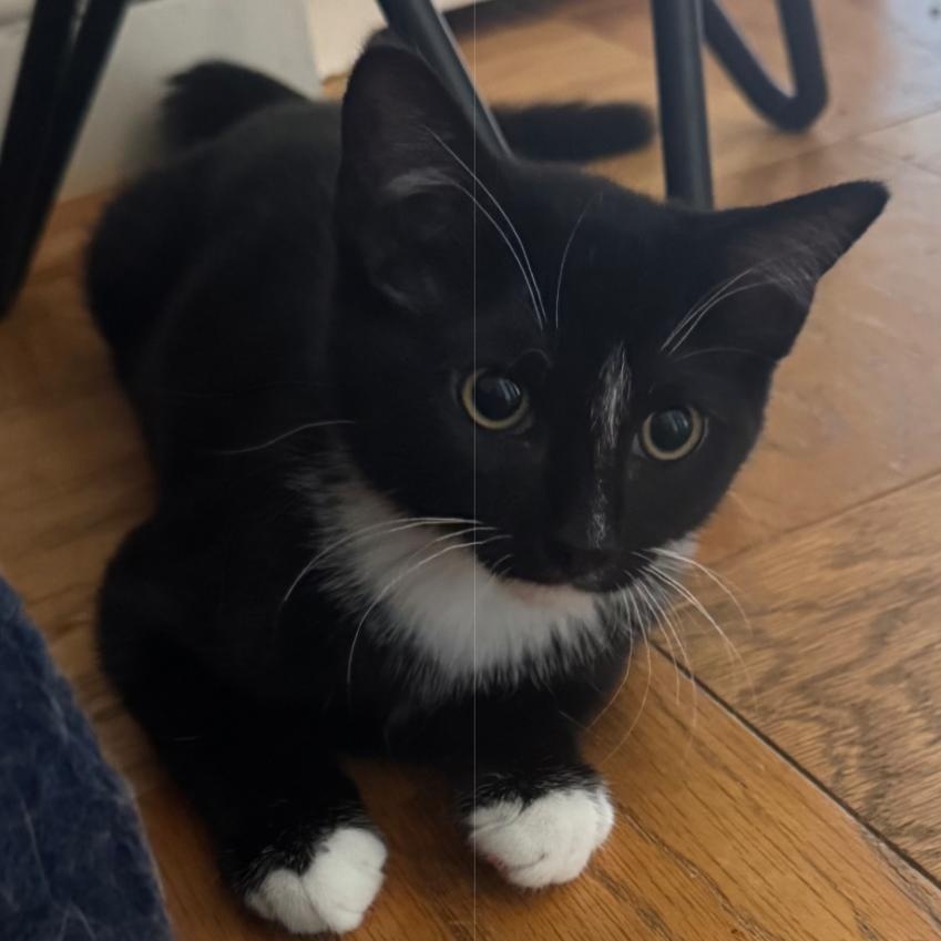 Enlarge Nip, a Adoptable mixed breed in Hyattsville, MD image 6/6