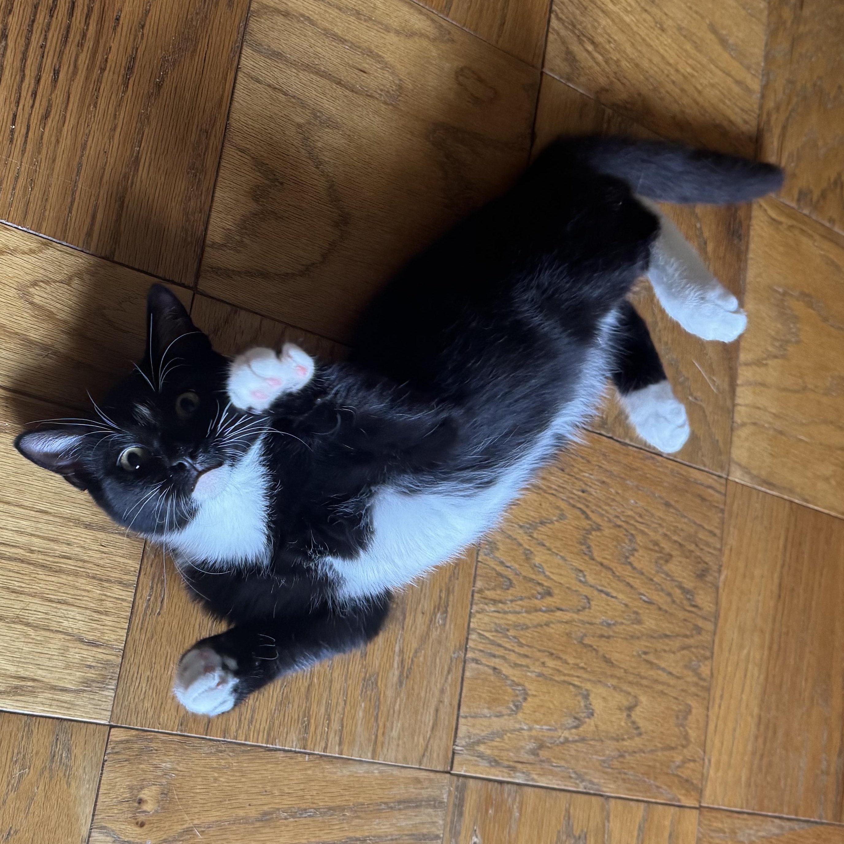 Nip, Adoptable, Kitten Male Tuxedo & Domestic Short Hair.