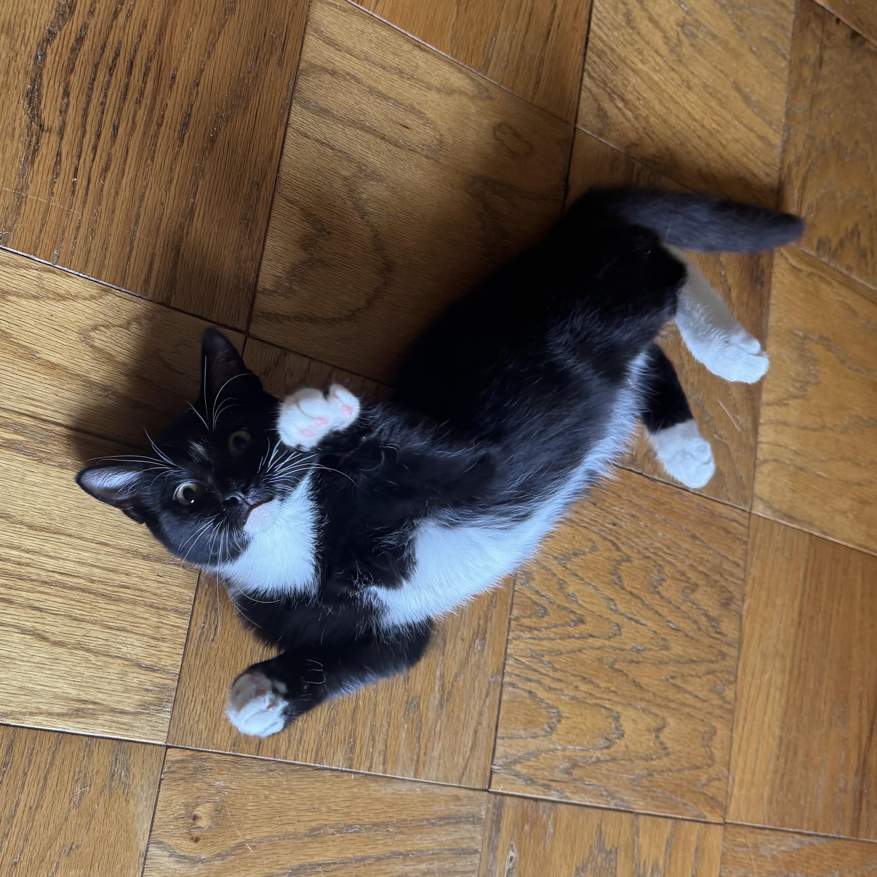 Nip, a Adoptable mixed breed in Hyattsville, MD image 2/6