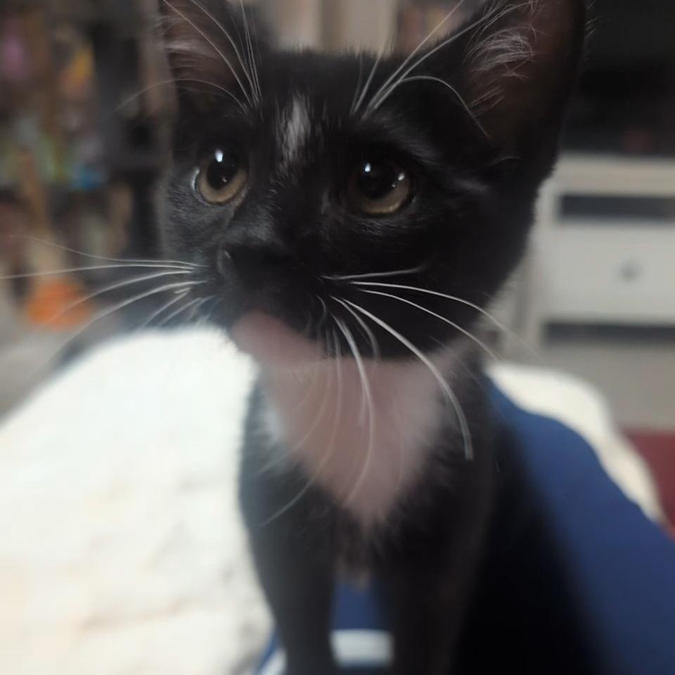 Nip, Adoptable, Kitten Male Tuxedo & Domestic Short Hair.