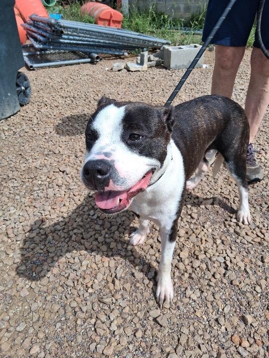 Marley, Adoptable, Young Female Pit Bull Terrier & Mixed Breed.