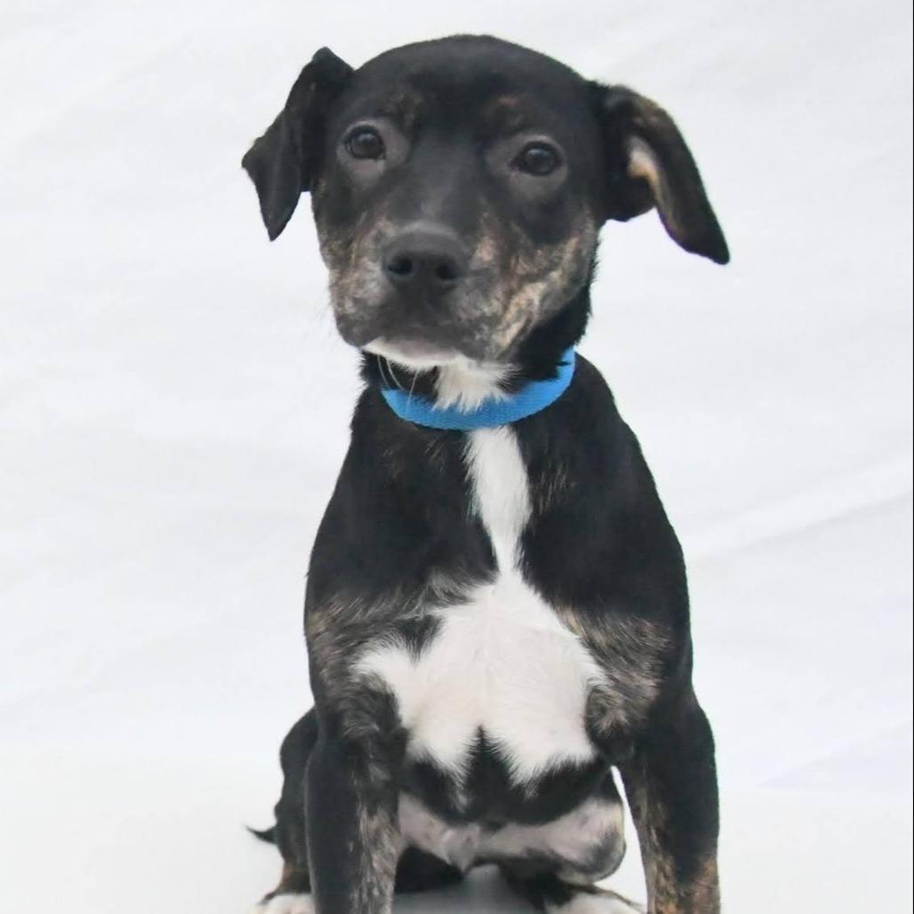 Bream, Adoptable, Young Male Mixed Breed.