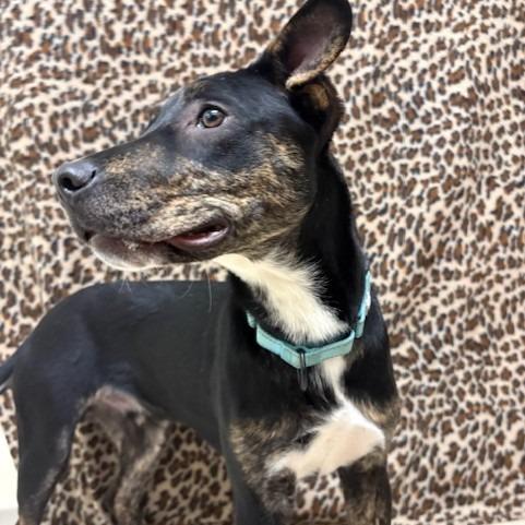 Enlarge Bream, a Adoptable Mixed Breed in Novelty, OH image 2/6